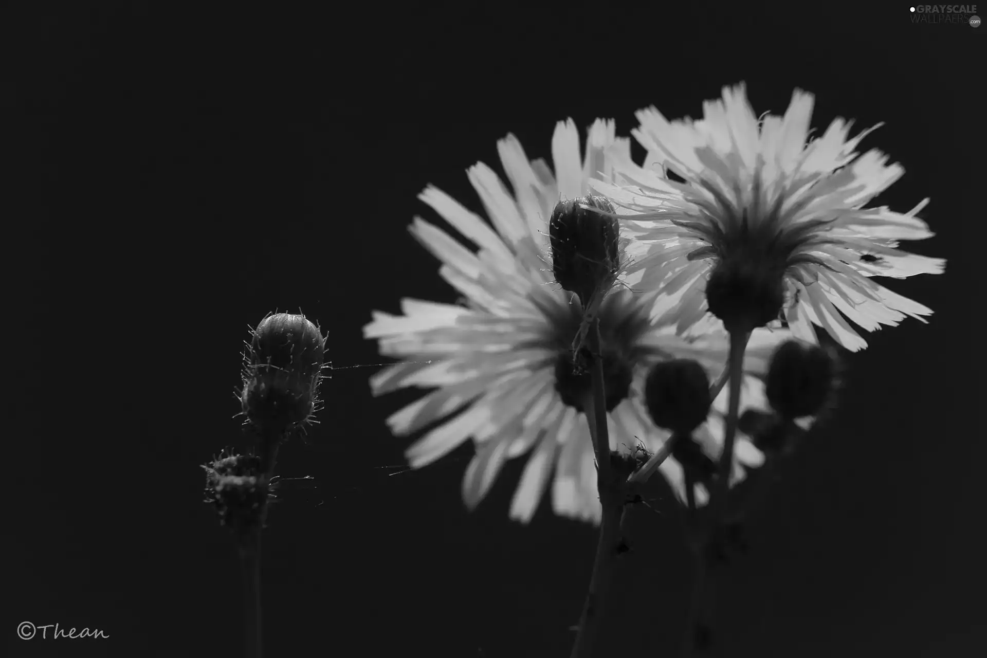 Yellow, Flowers