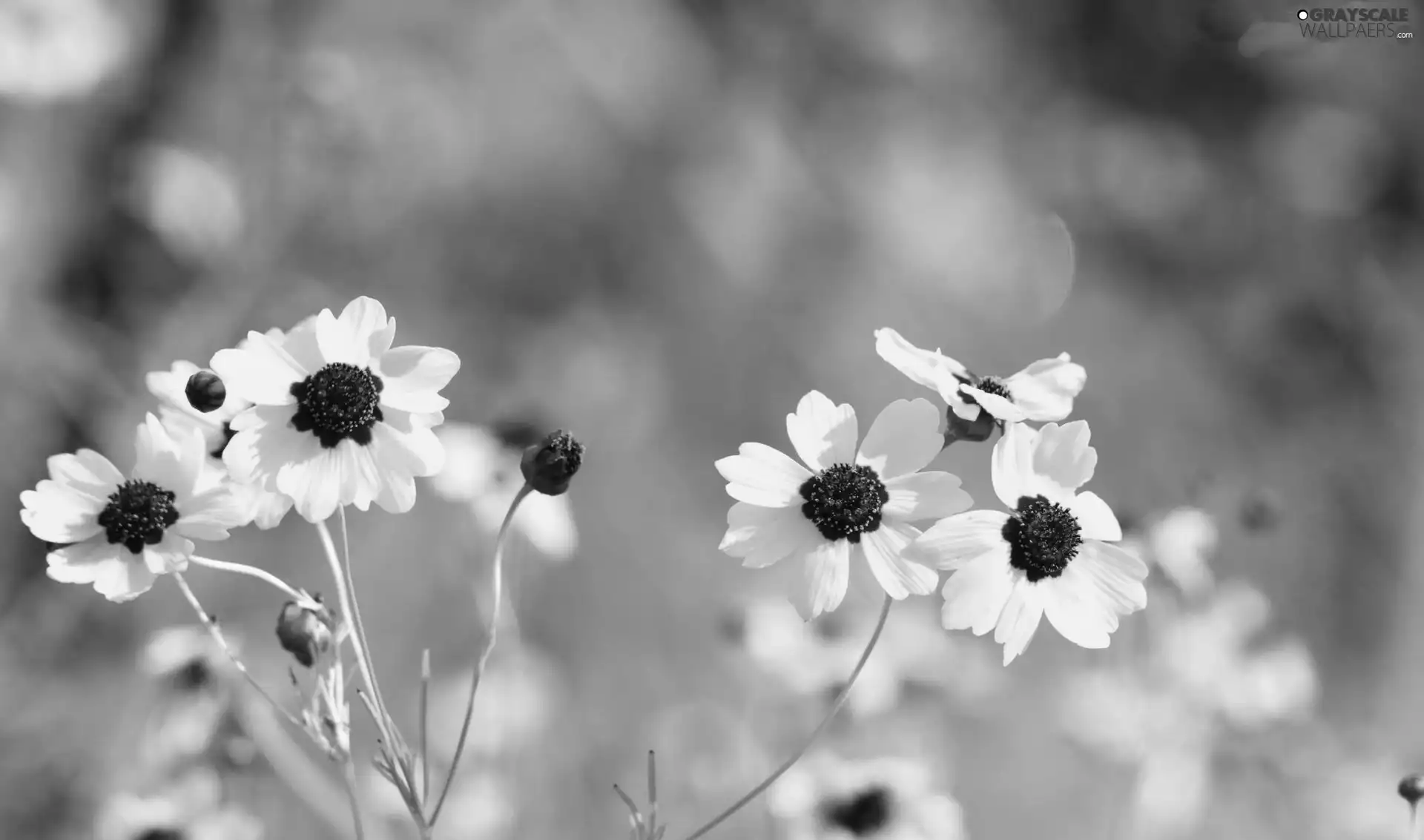 Yellow, Flowers