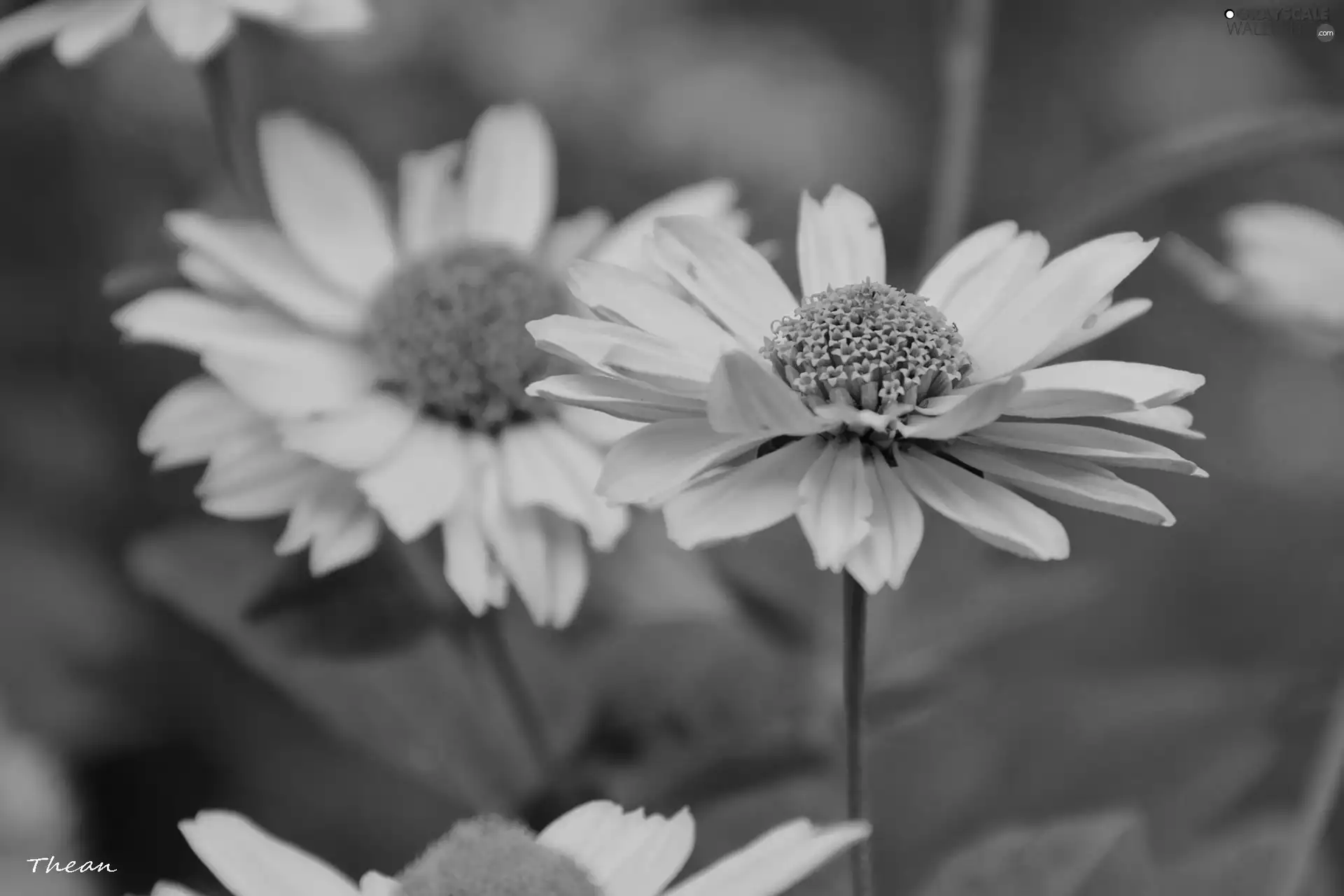 Yellow, Flowers