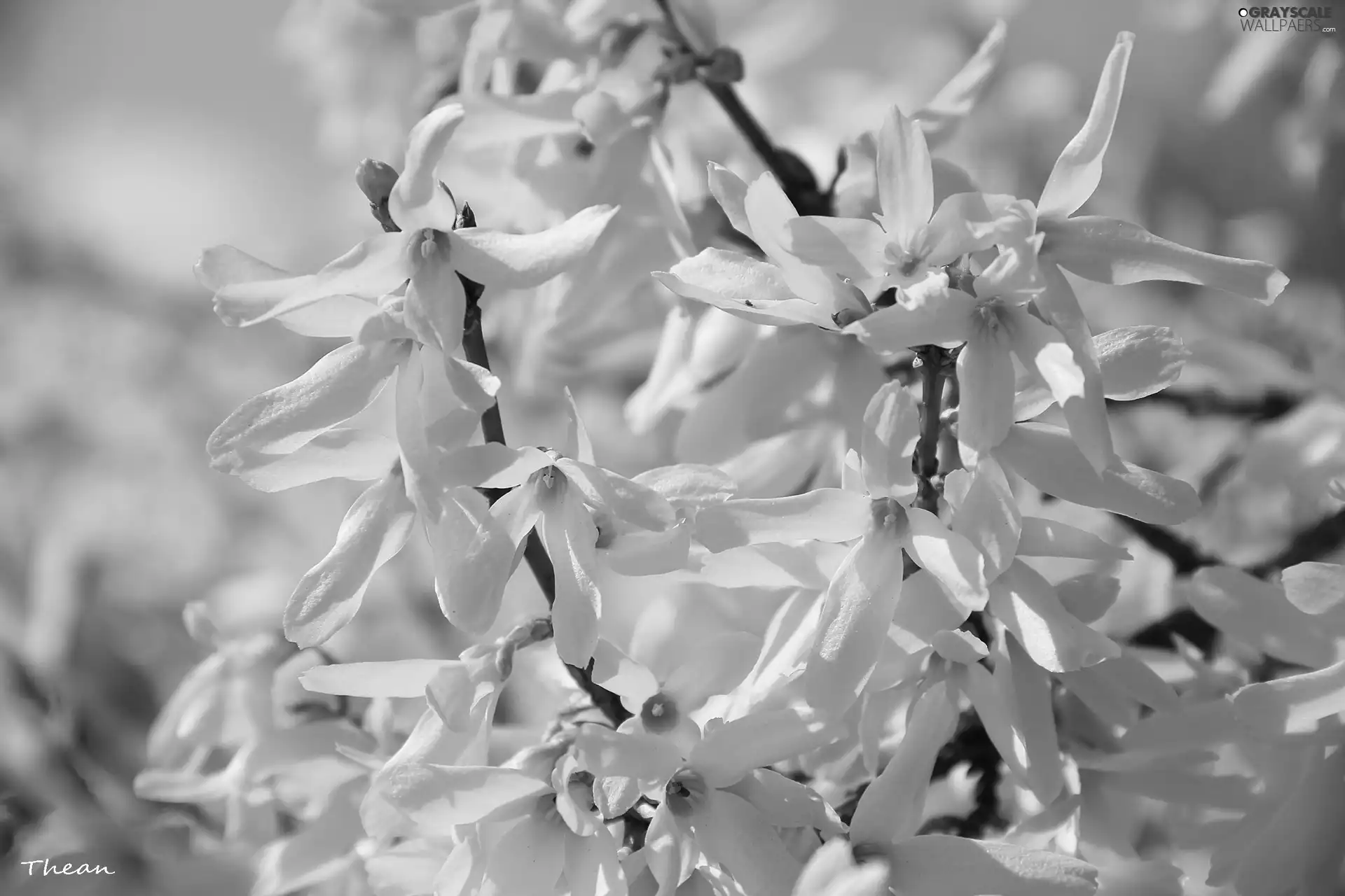 Flowers, forsythia, Yellow