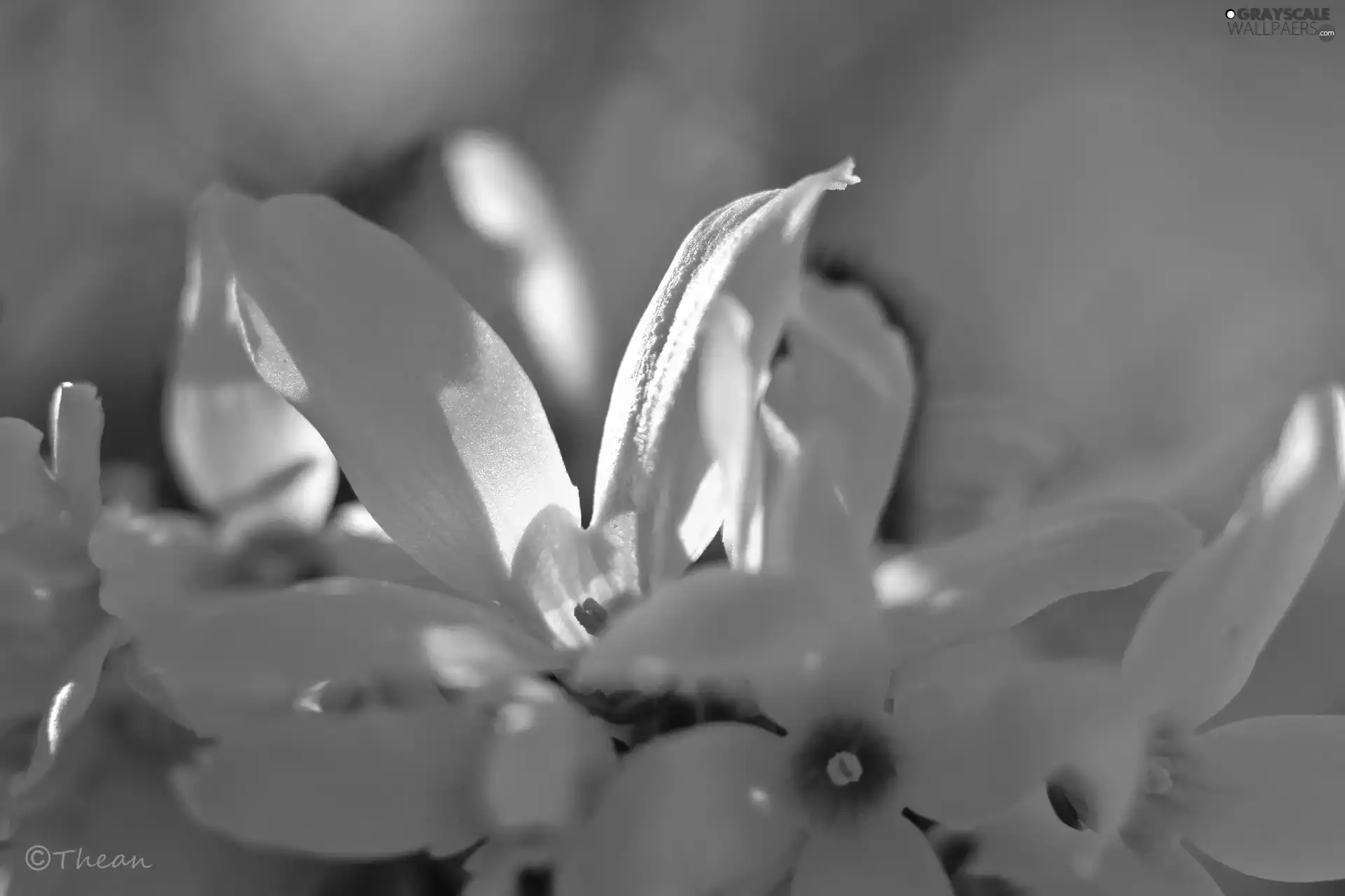 Flowers, forsythia, Yellow