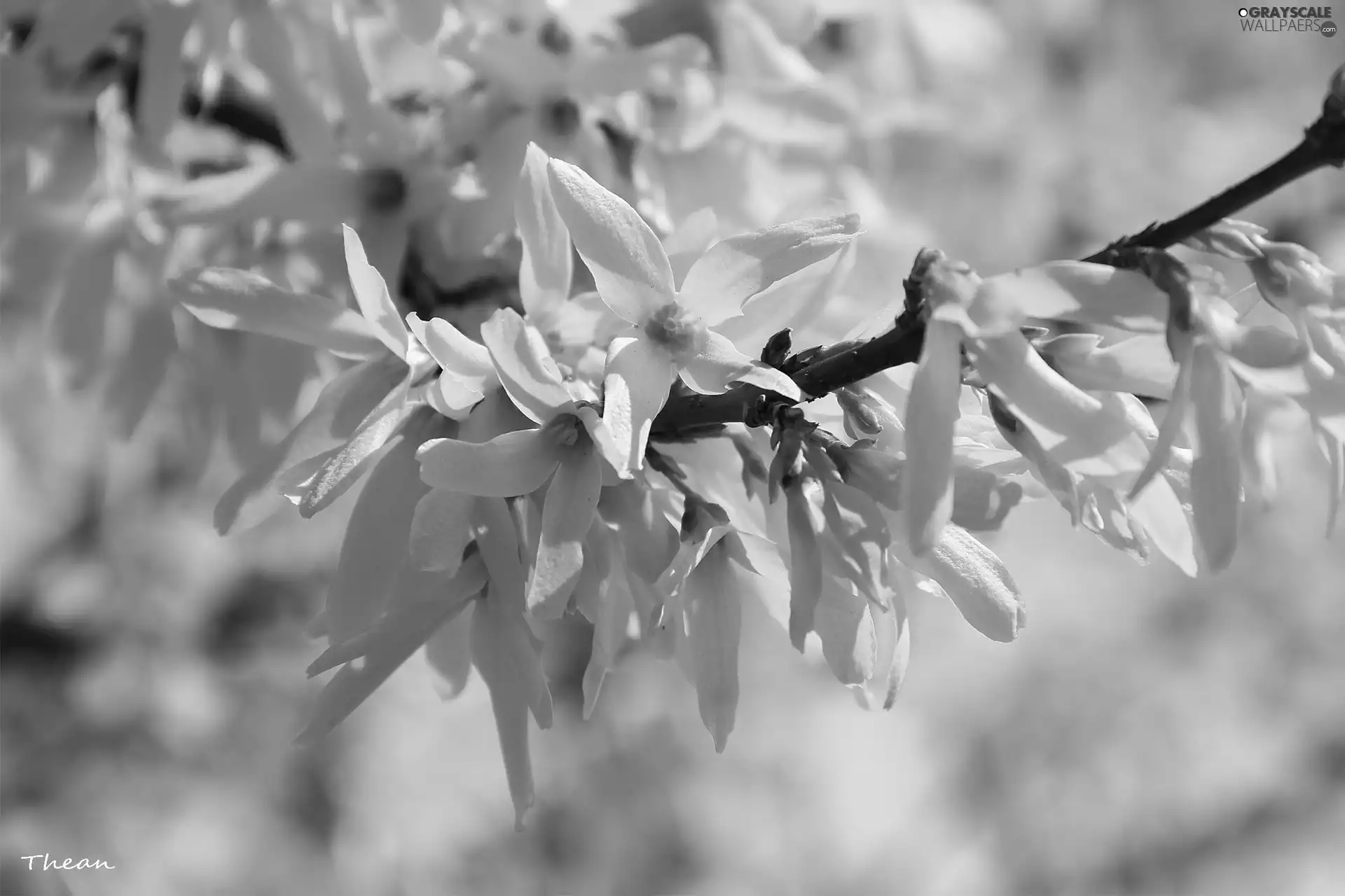 Flowers, forsythia, Yellow