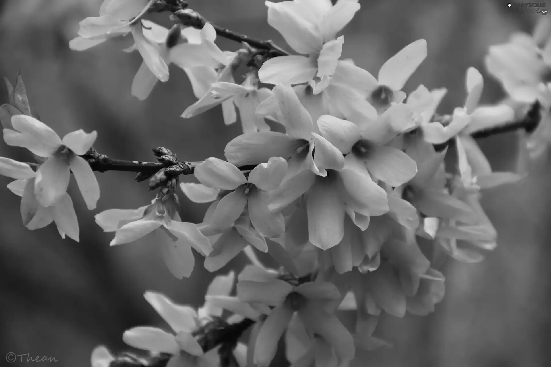 Flowers, forsythia, Yellow