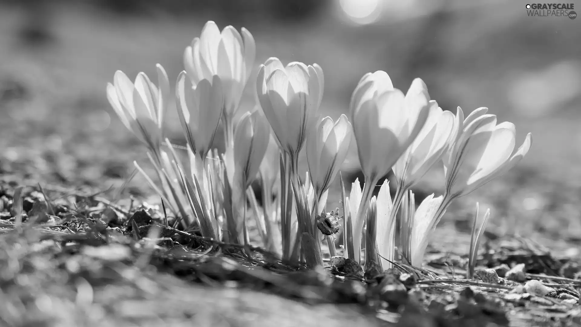 Yellow, crocuses, illuminated, Flowers