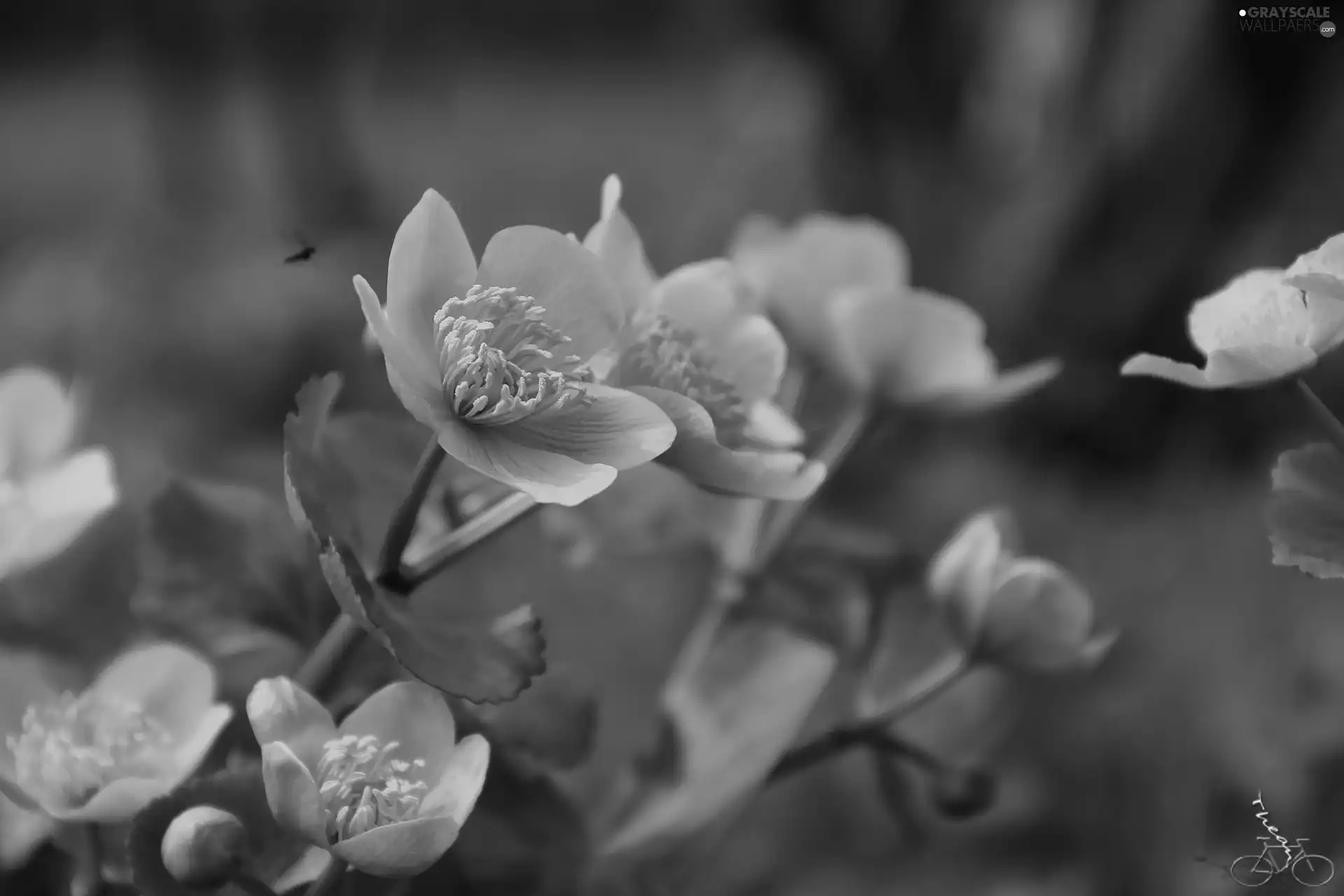 Flowers, marigolds, Yellow