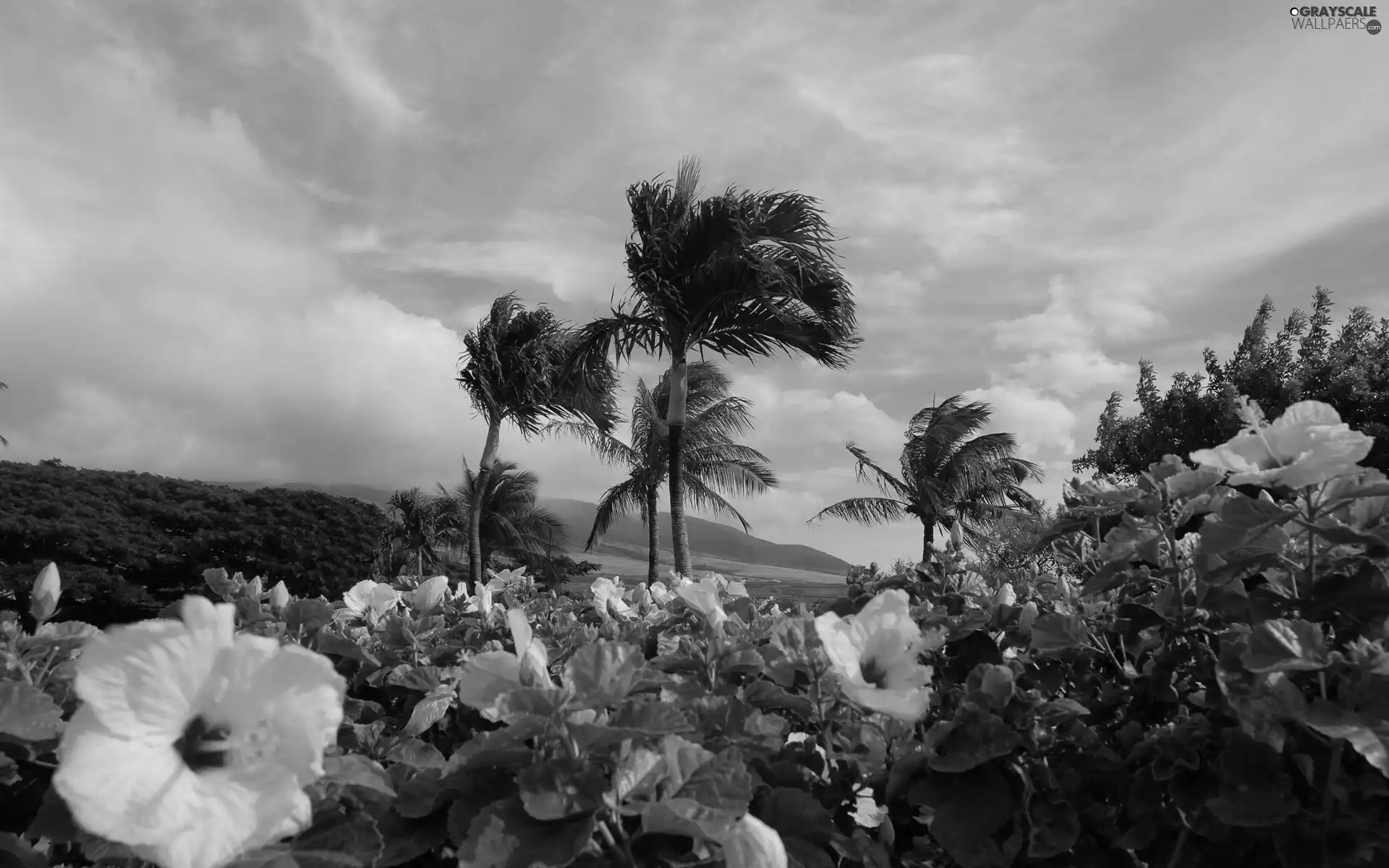 Flowers, Palms, Yellow