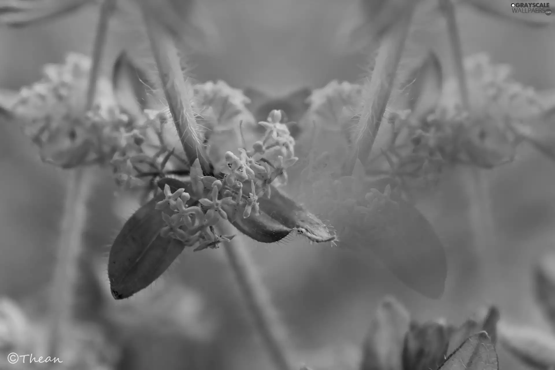 Flowers, plant, Yellow