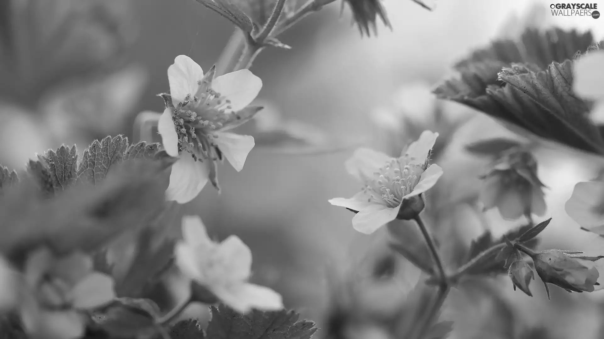 Yellow, Leaf, rapprochement, Flowers