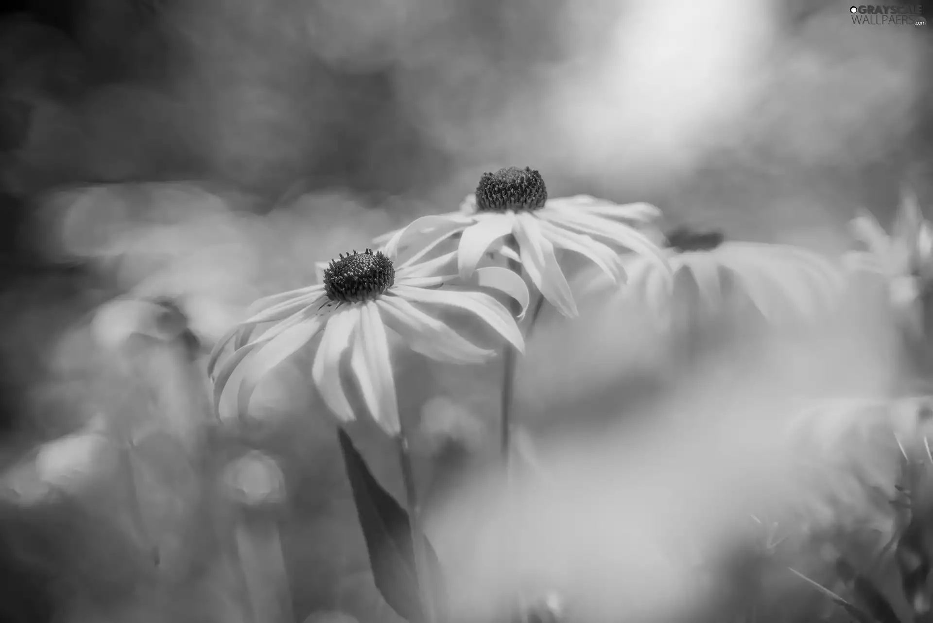 Yellow, Rudbekie, rapprochement, Flowers