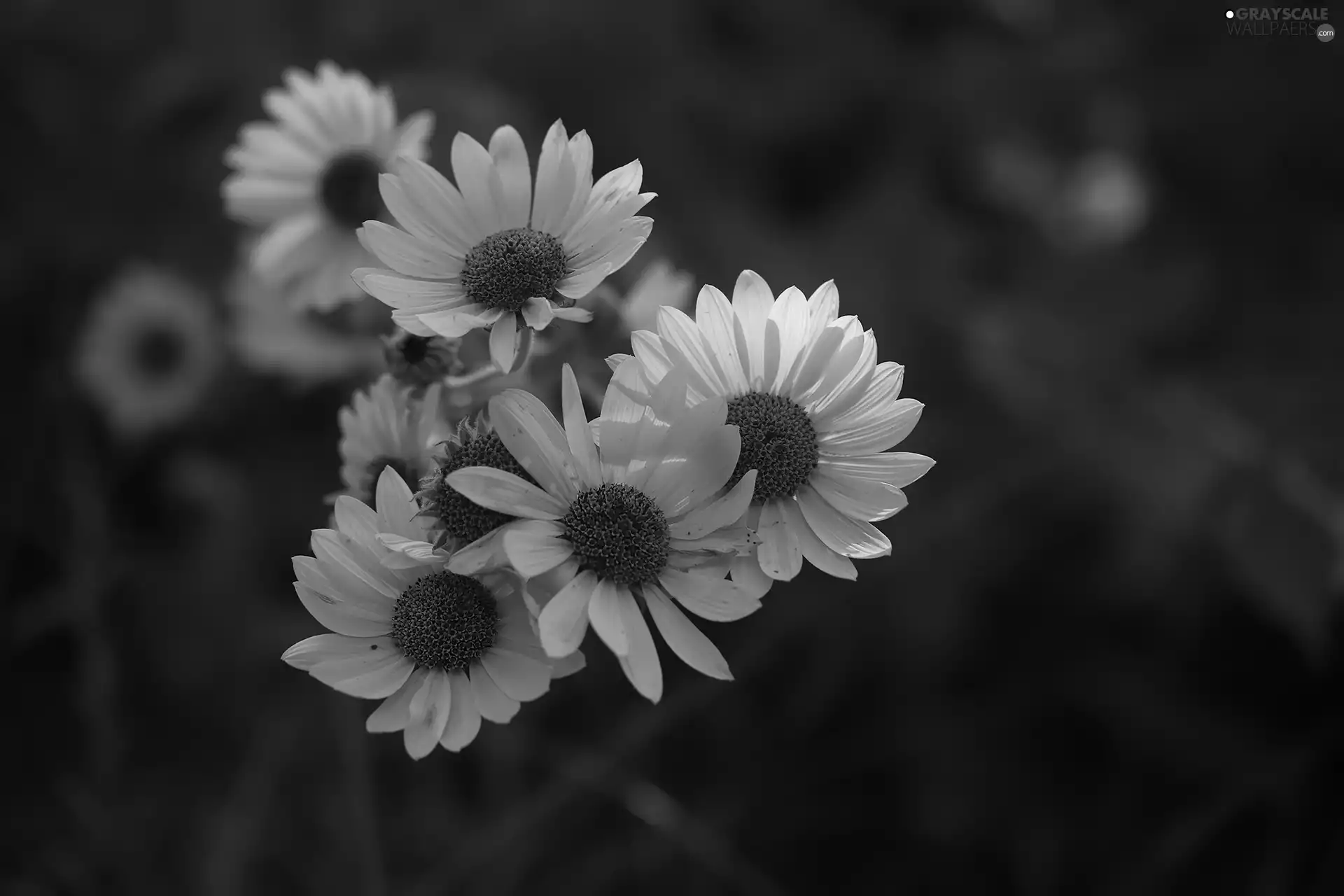 Flowers, rapprochement, Yellow