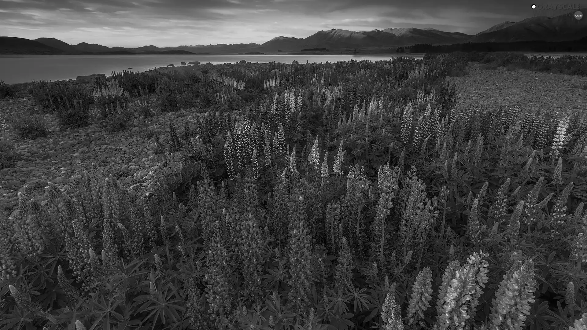 Mountains, New Zeland, Great Sunsets, Tekapo Lake, purple, lupins, Flowers, Blue, Meadow