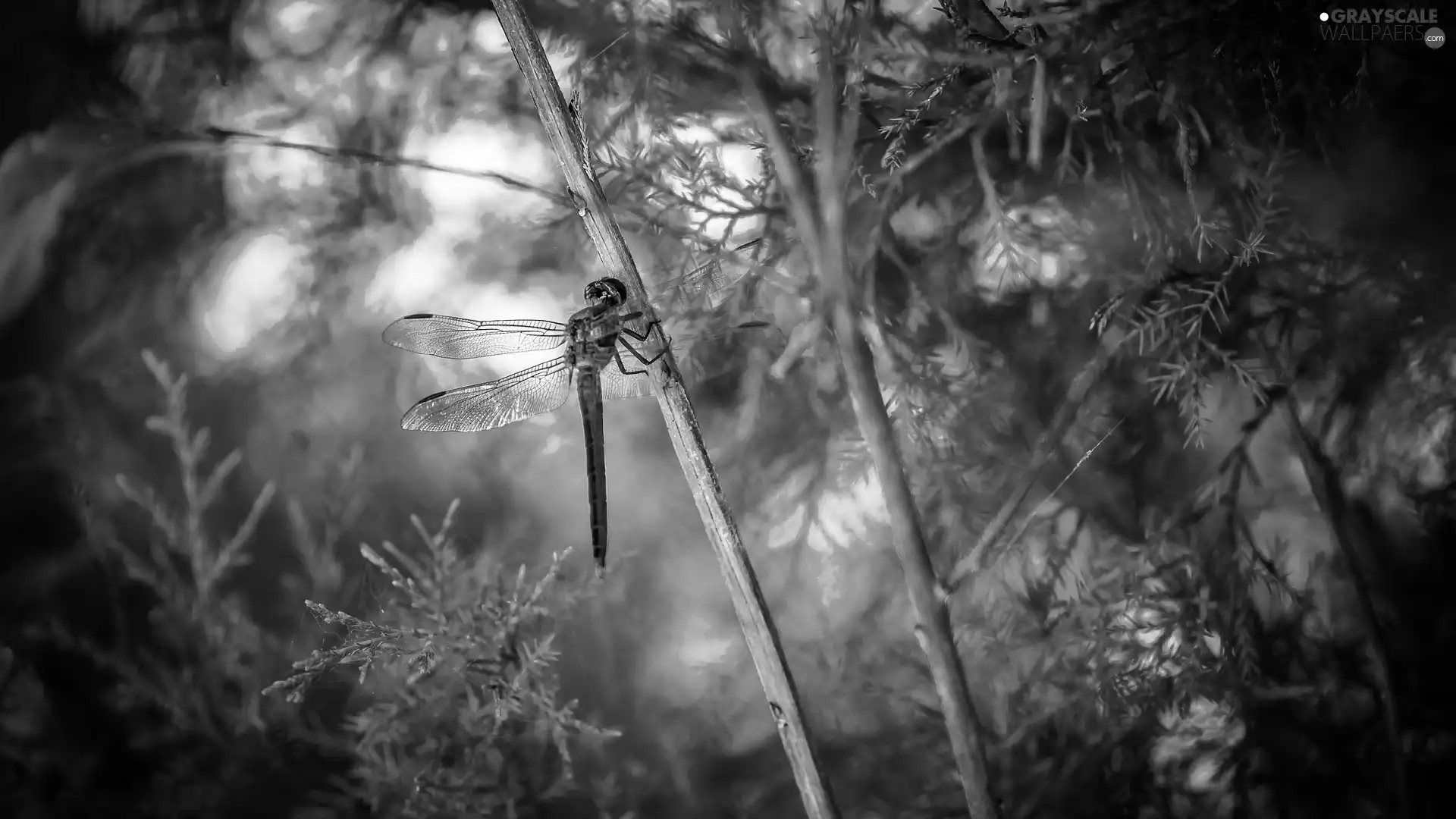 grass, dragon-fly