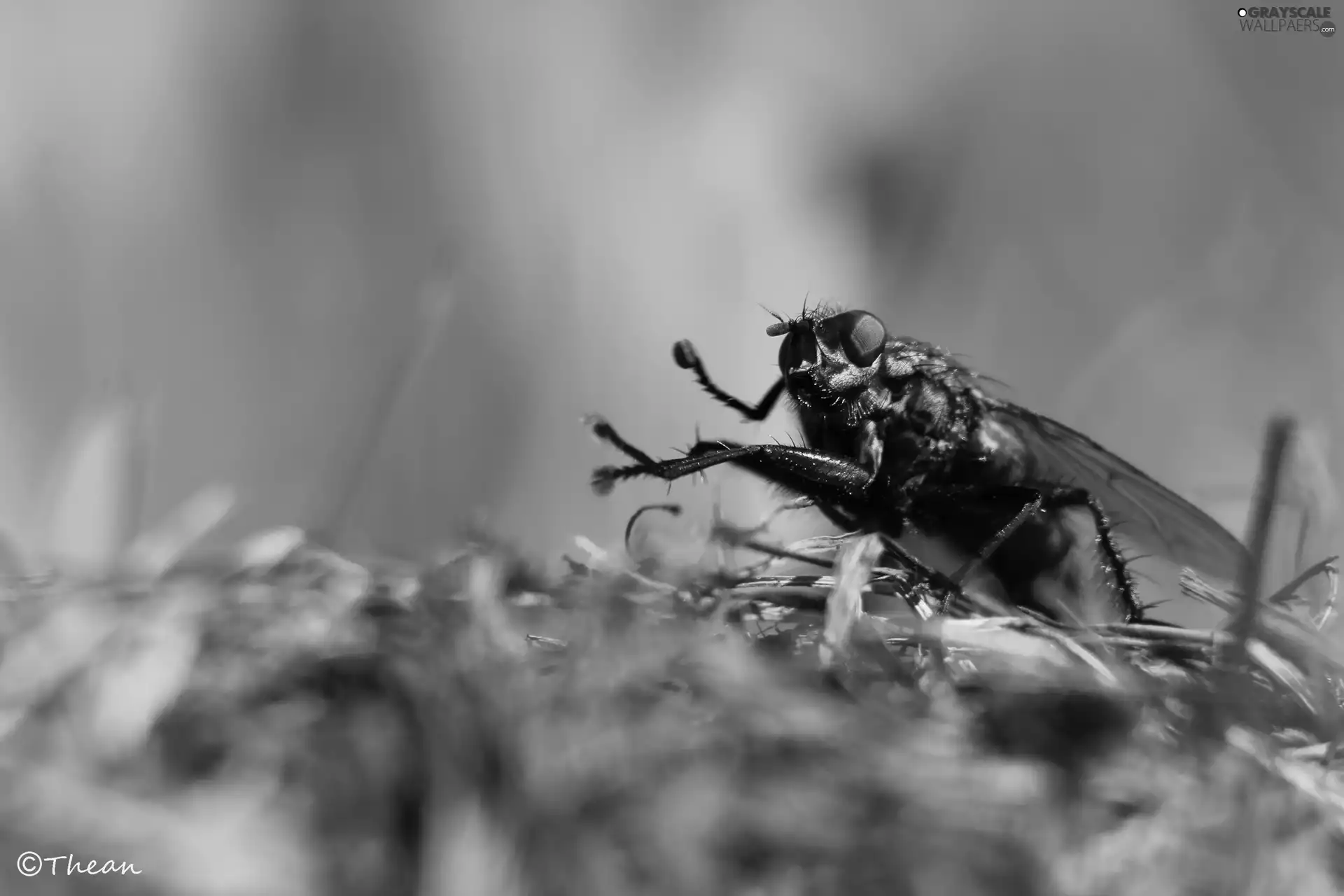 Insect, fly