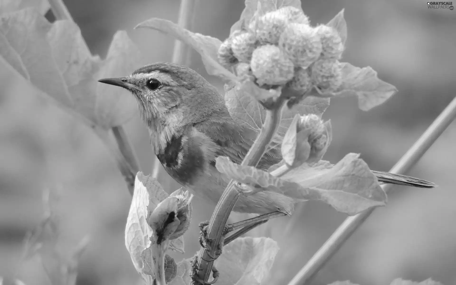 Bluethroat, Family, Flycatcher, Bird