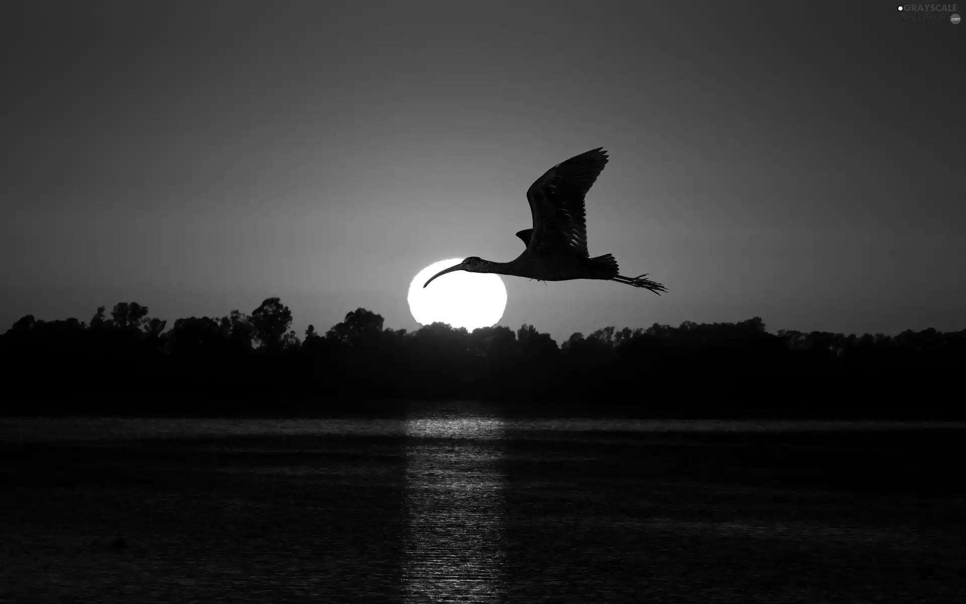 flying, Bird, sun, water, west