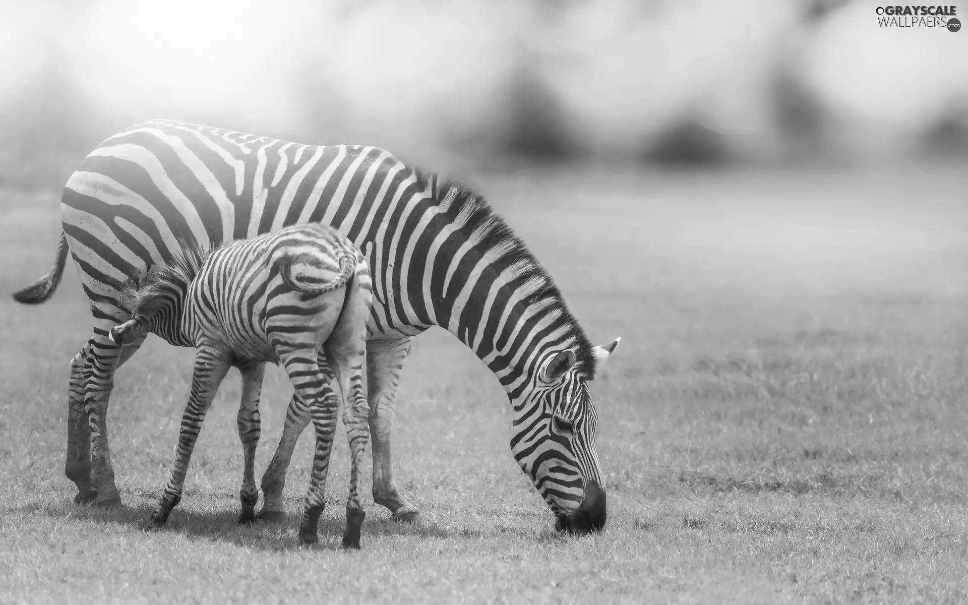 zebra, grass, blur, foal