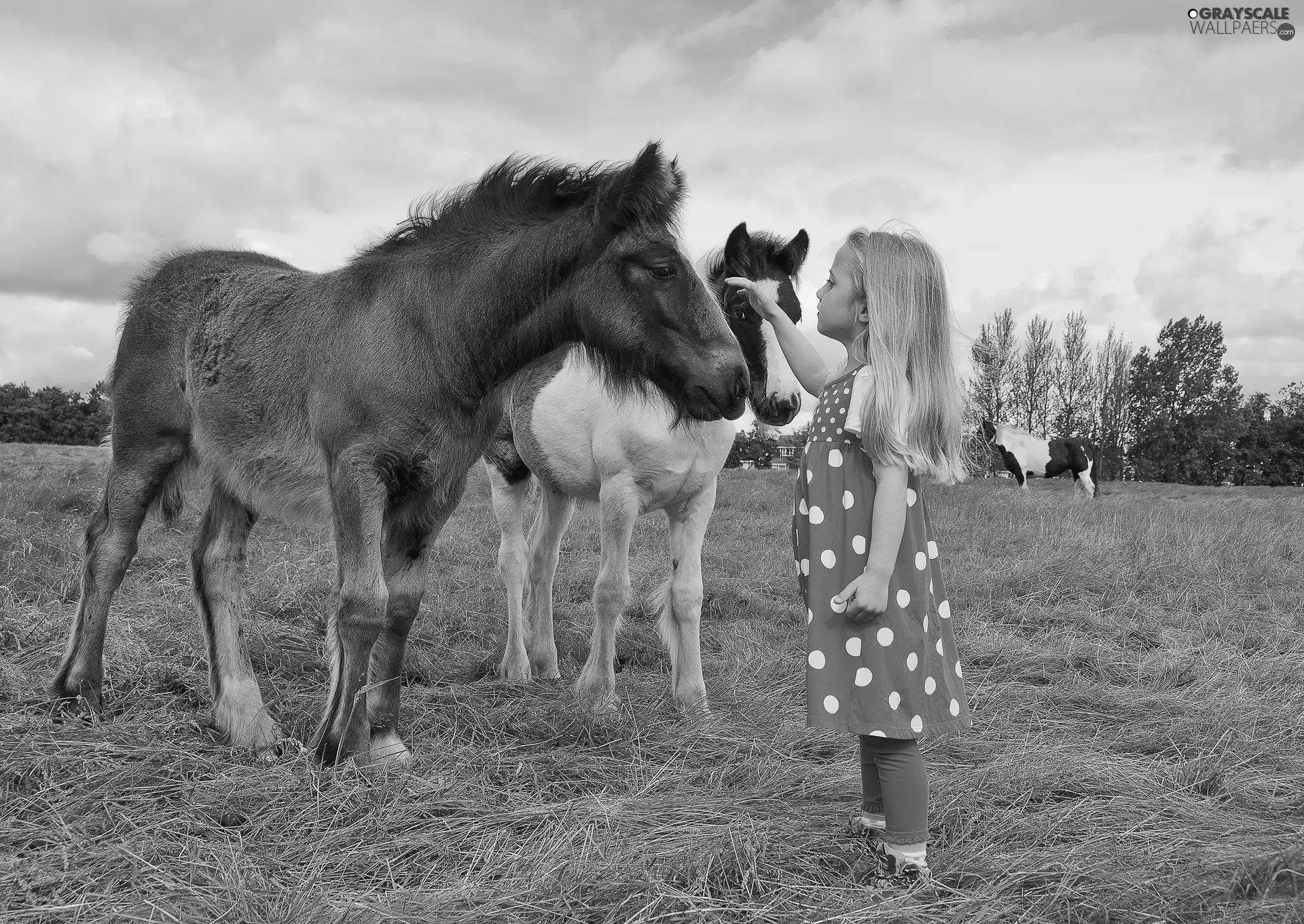 foals, Meadow, girl