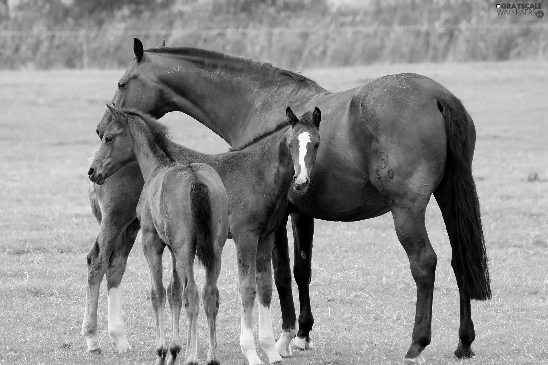 foals, Horse, grass