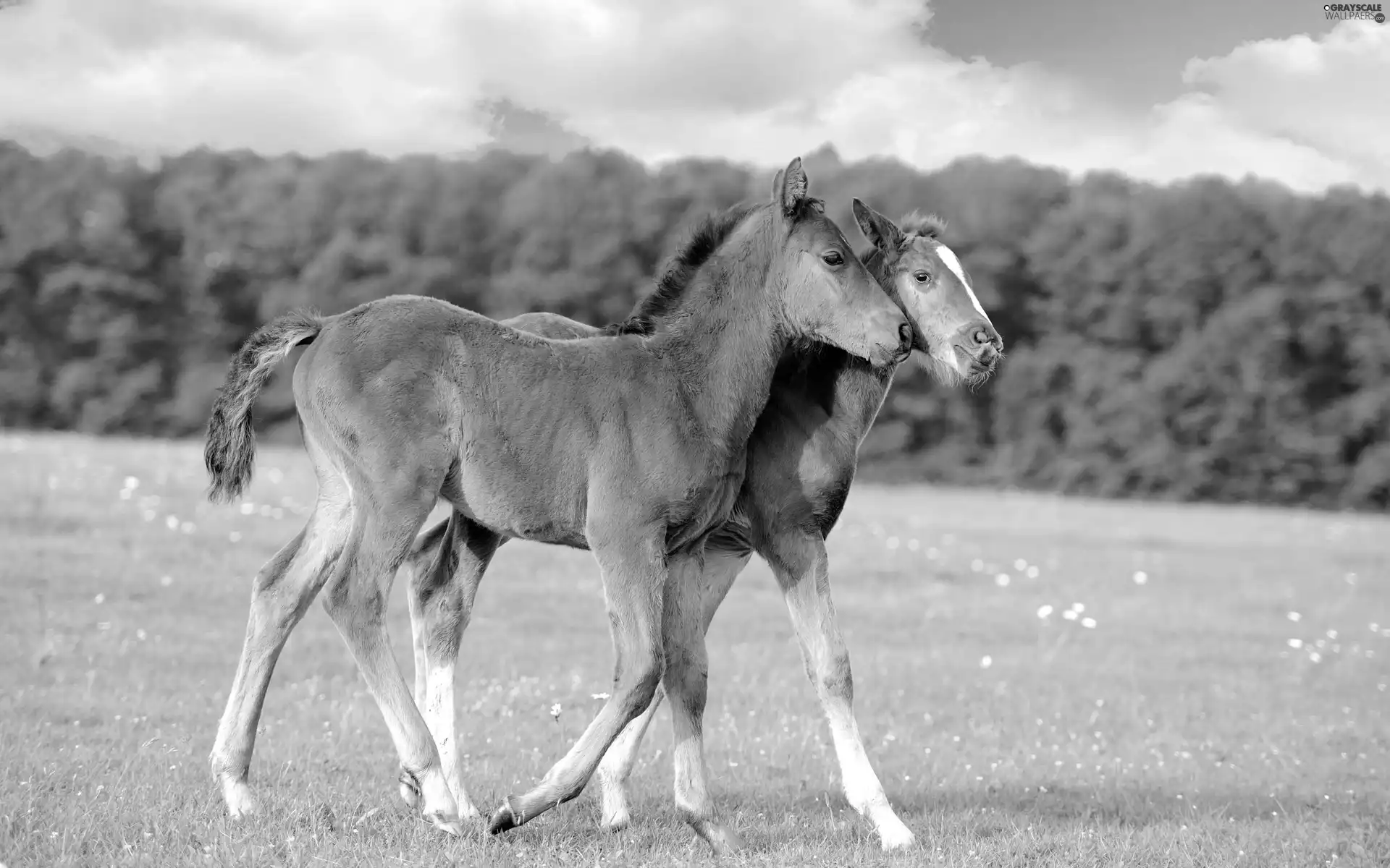 Meadow, Two cars, foals