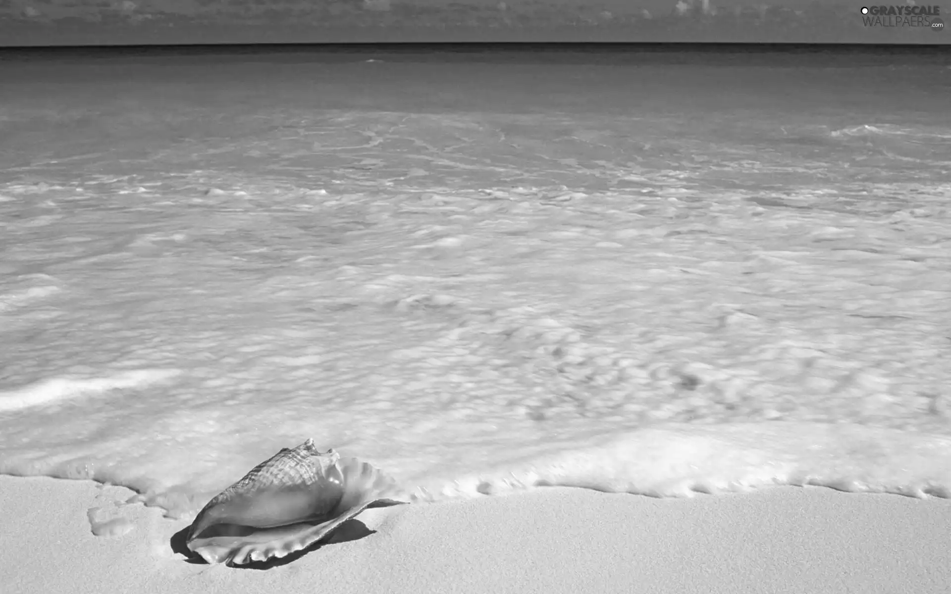 Ocean, Sand, Foam, shell