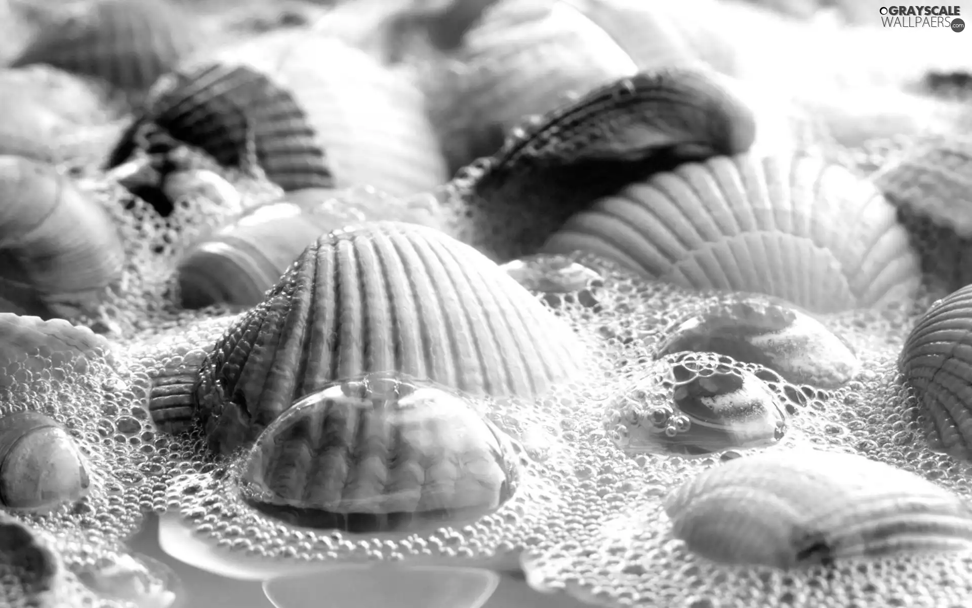Shells, Foam
