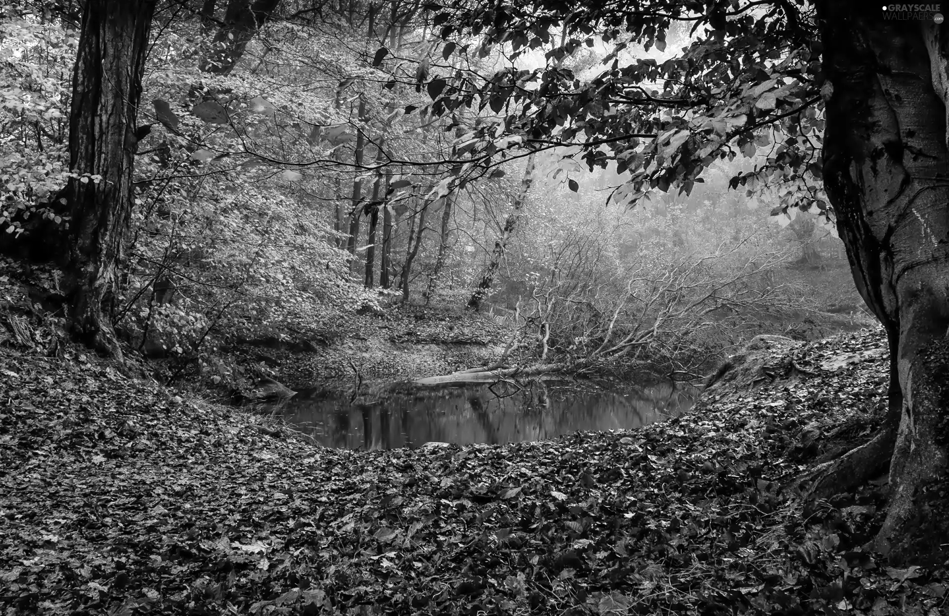 autumn, brook, Fog, forest