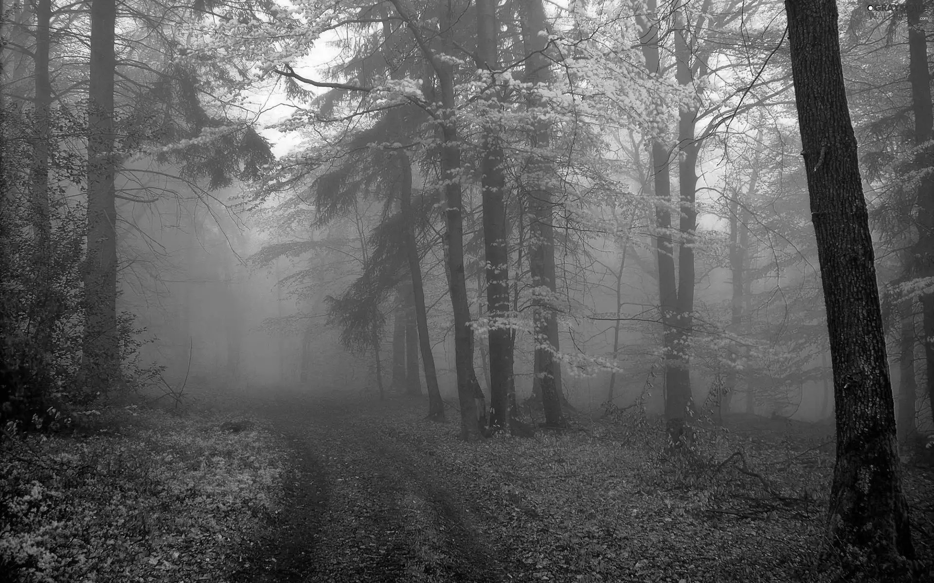 Fog, autumn, trees, viewes, forest