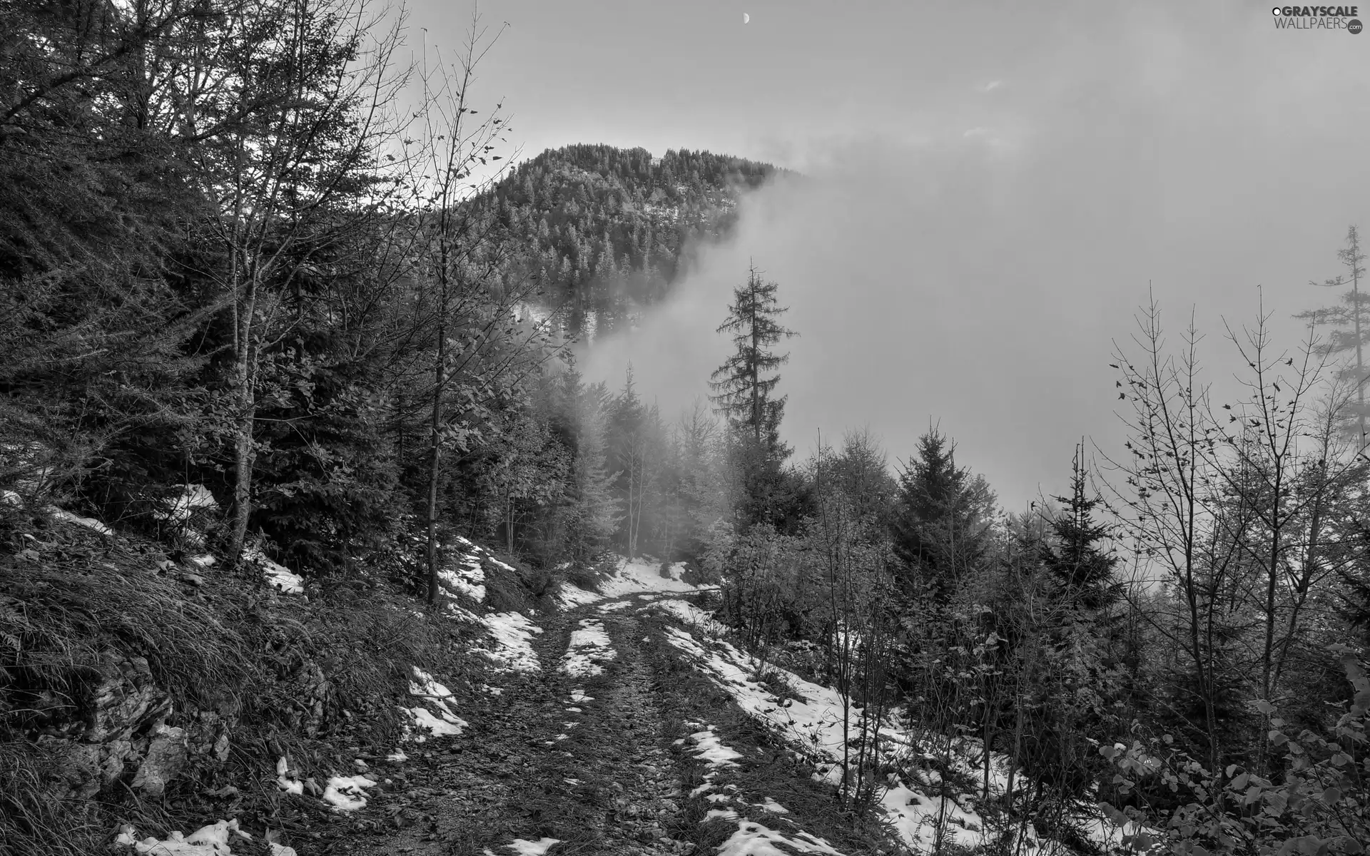Fog, autumn, woods, Way, Mountains