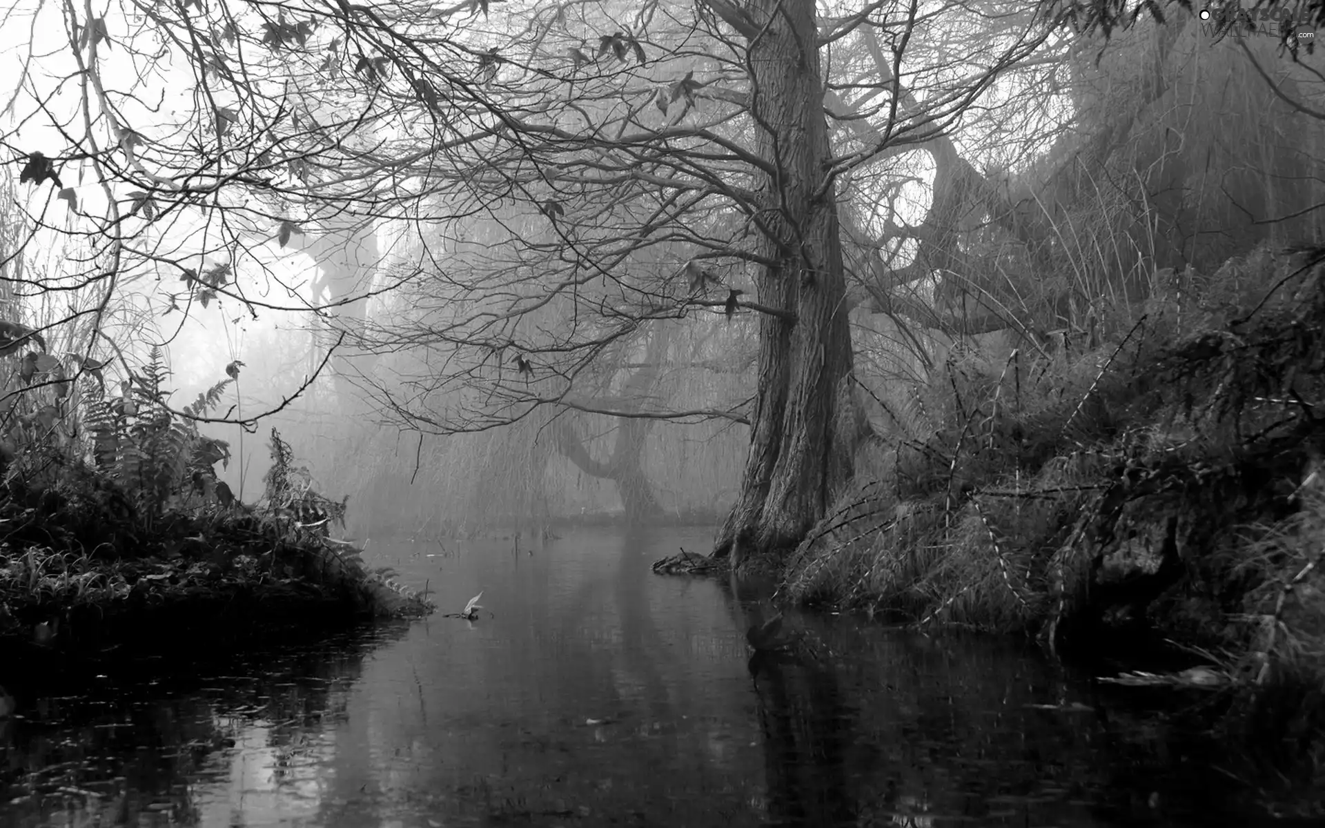 Fog, River, autumn