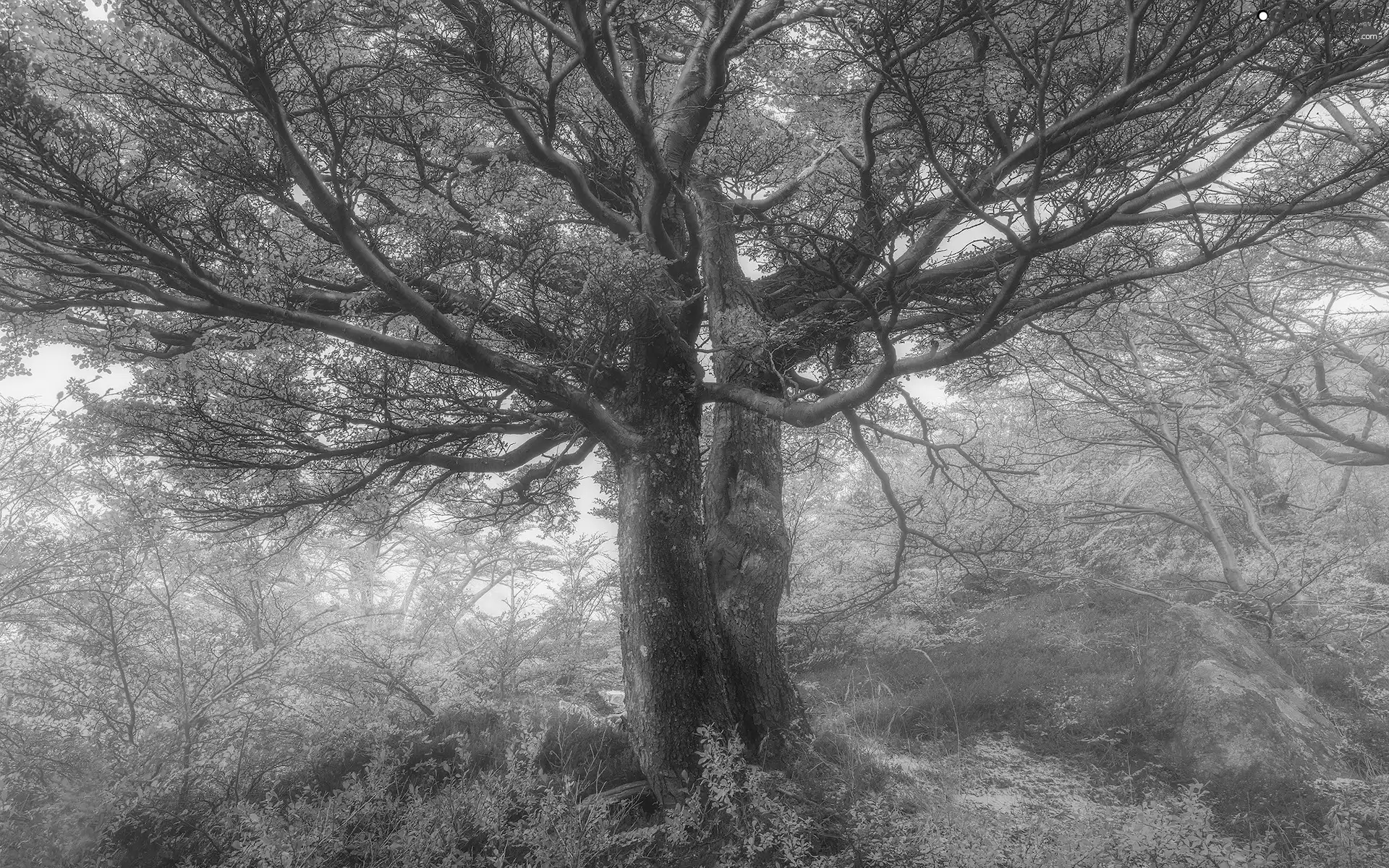 Fog, trees, autumn