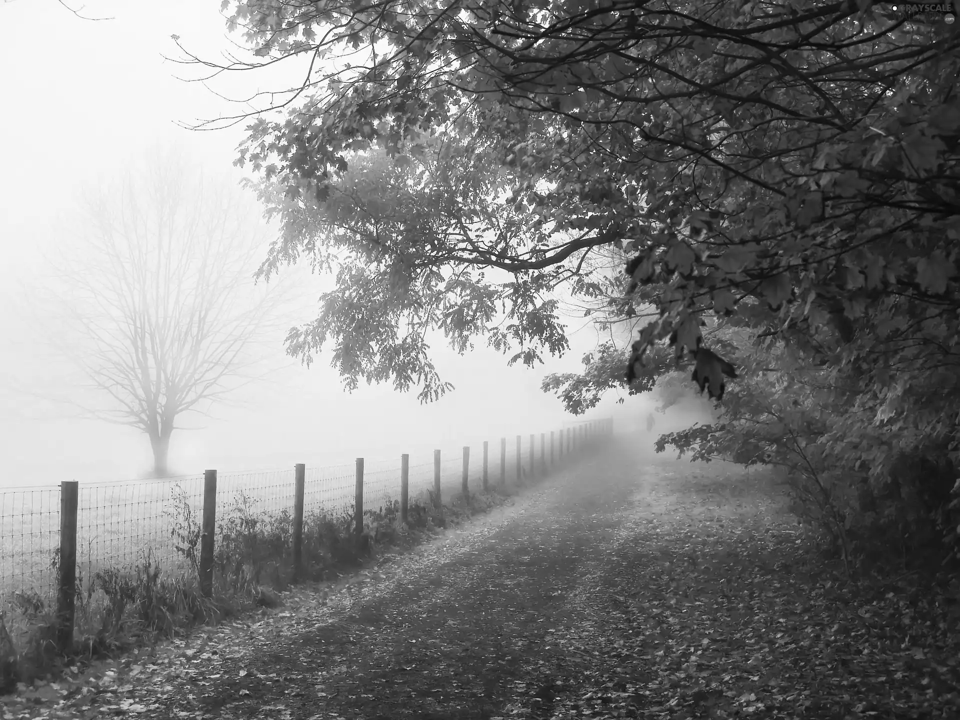 Fog, autumn, trees, viewes, Way