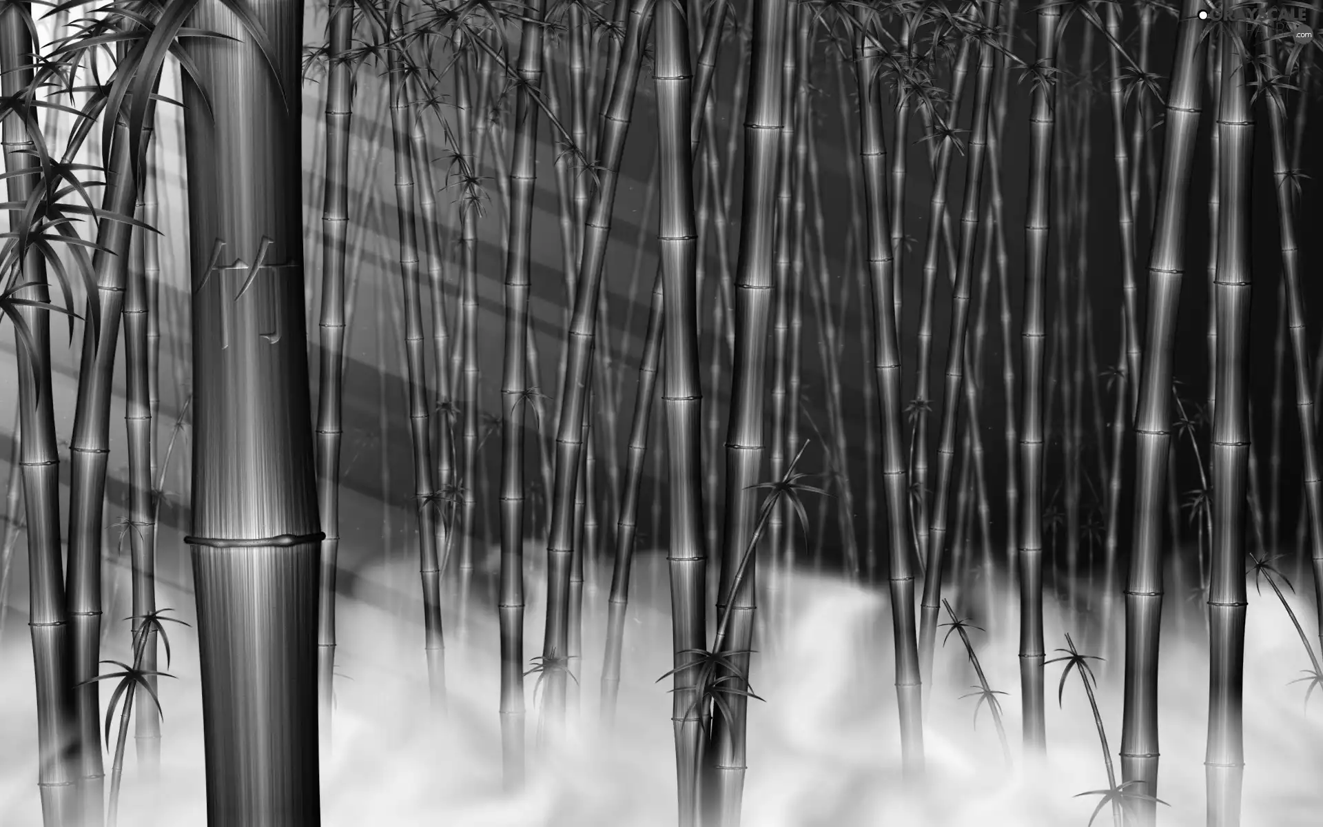 Fog, stems, bamboo