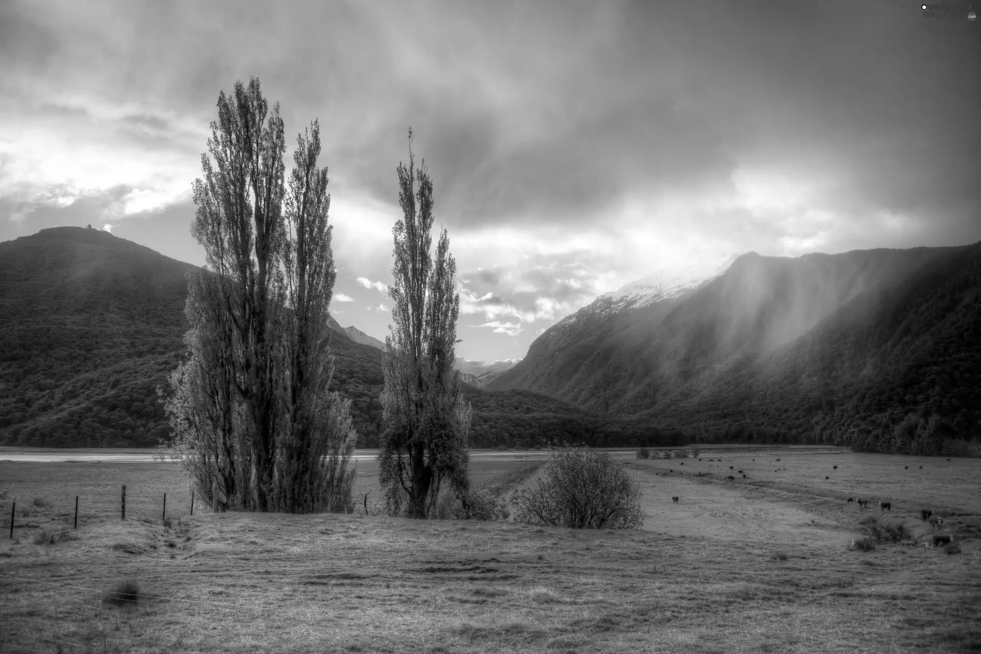 Fog, clouds, woods, River, Mountains