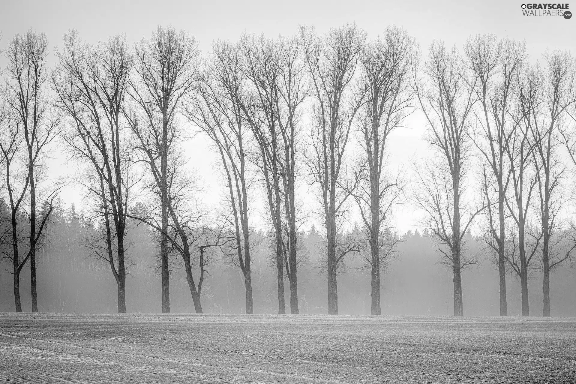 Poplars, autumn, viewes, Fog, trees, Field