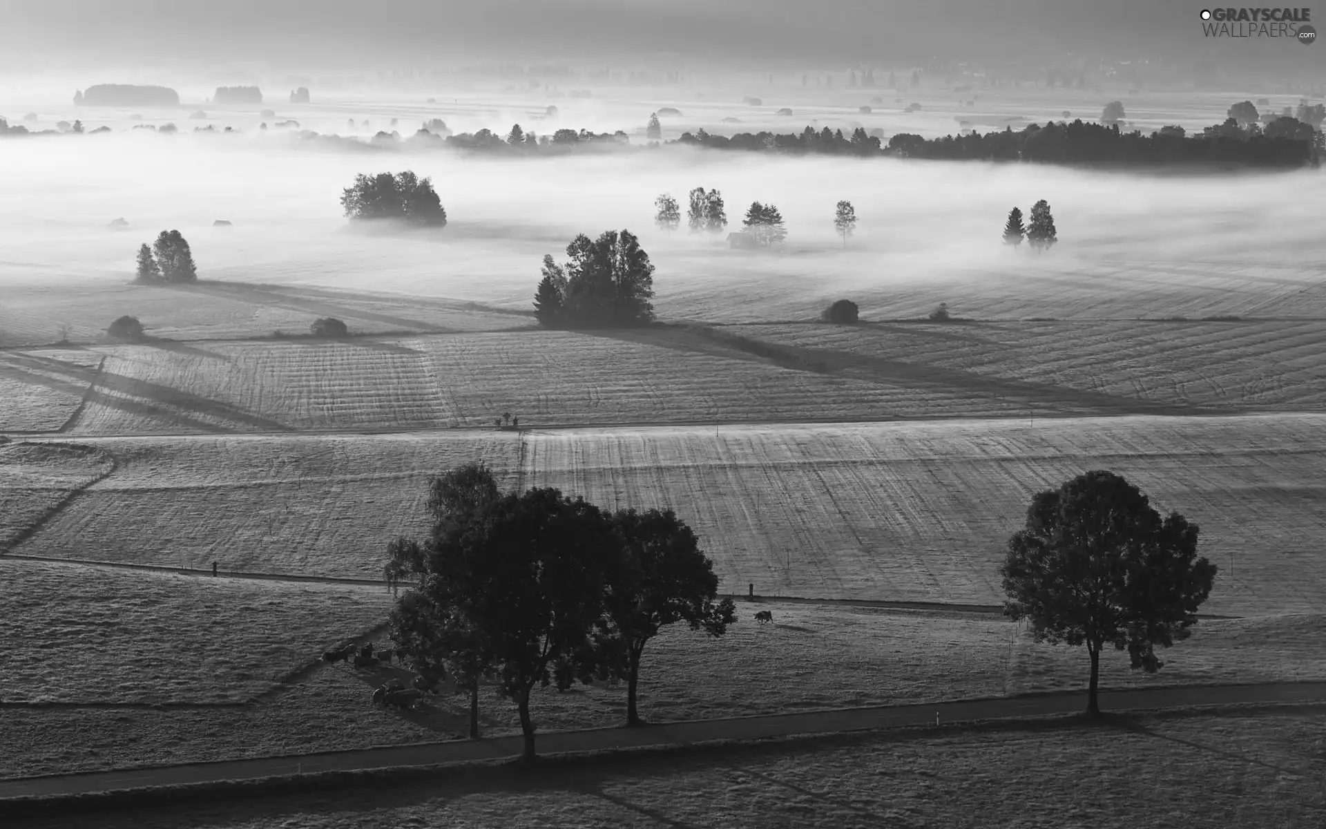 field, Fog