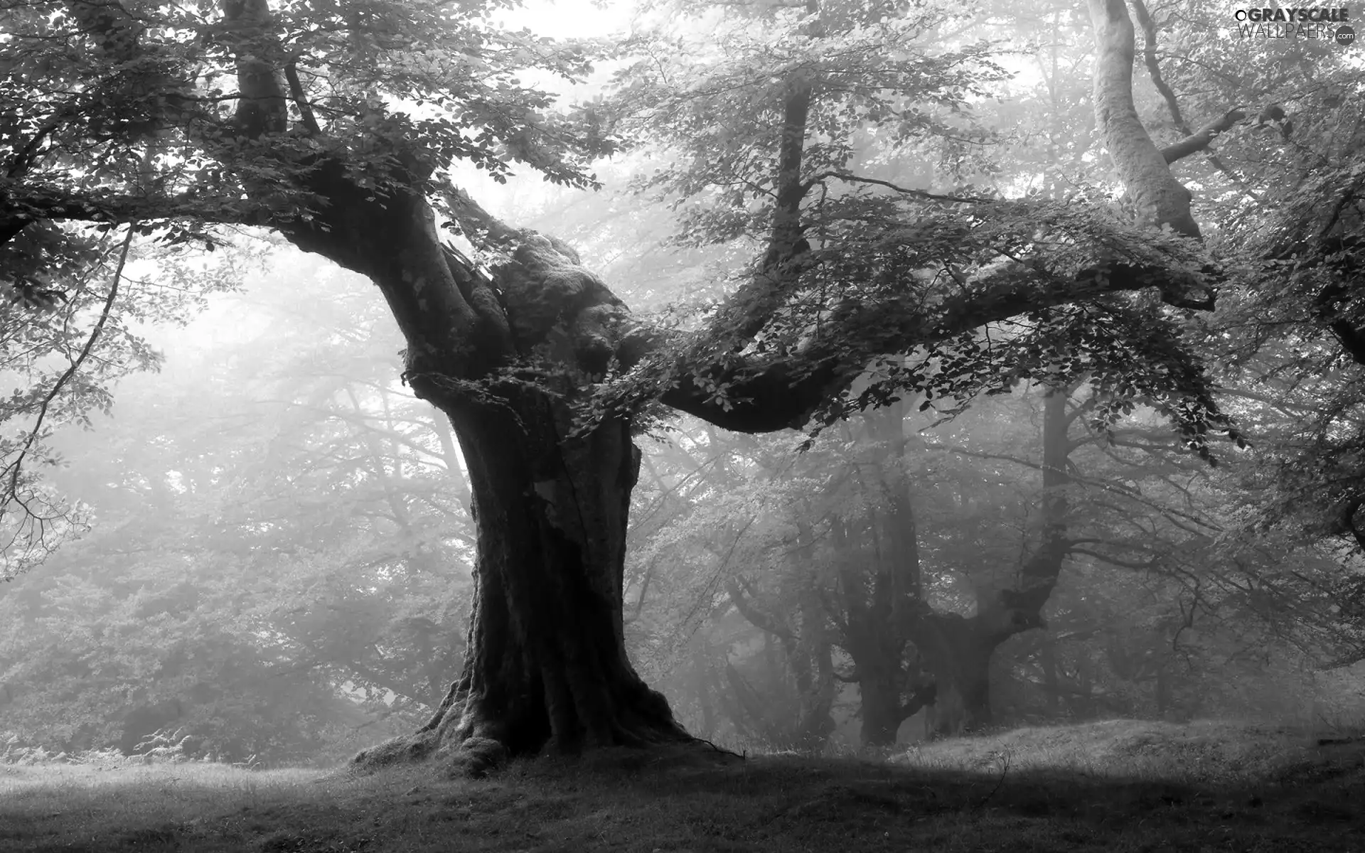 forest, Fog