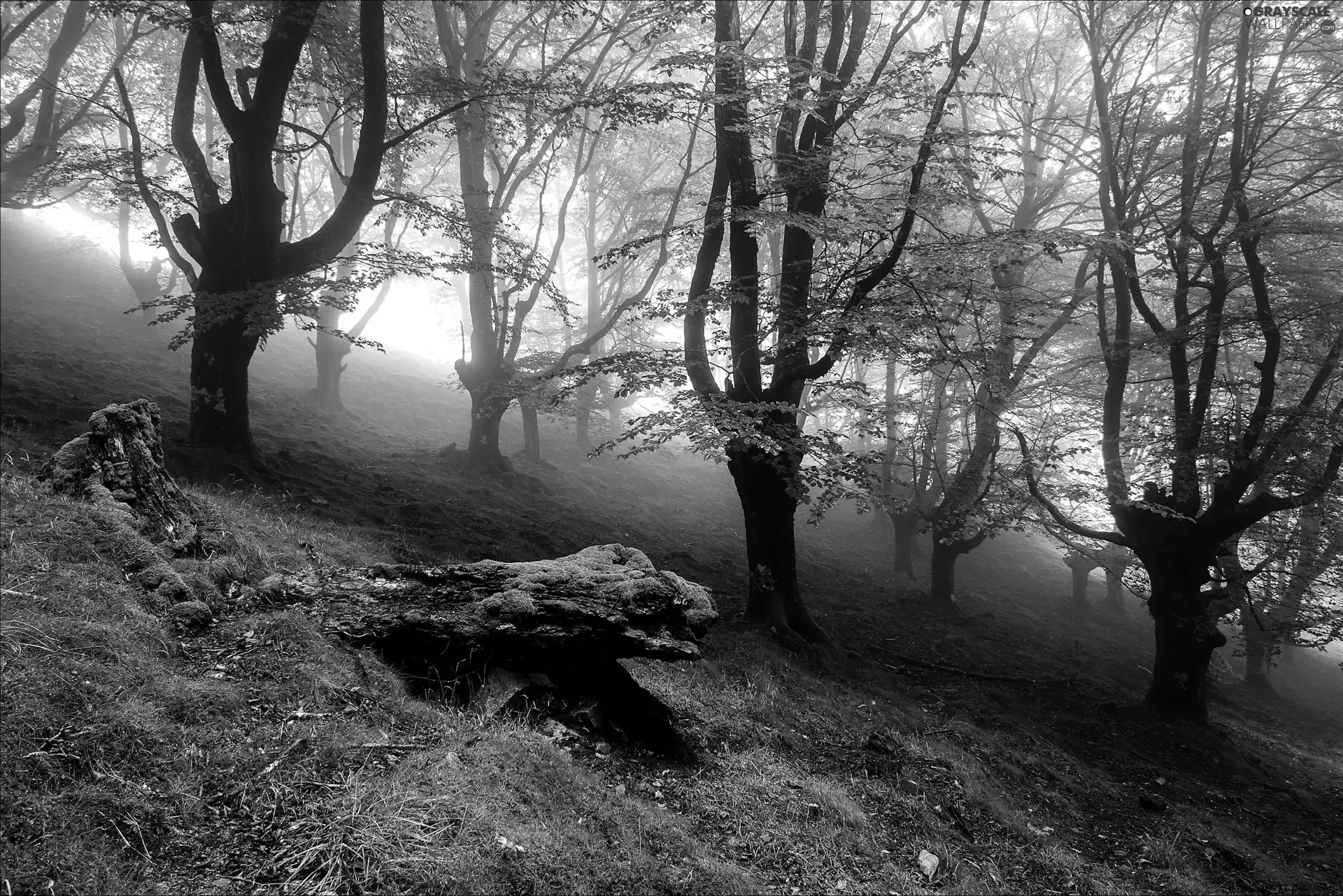 forest, Fog