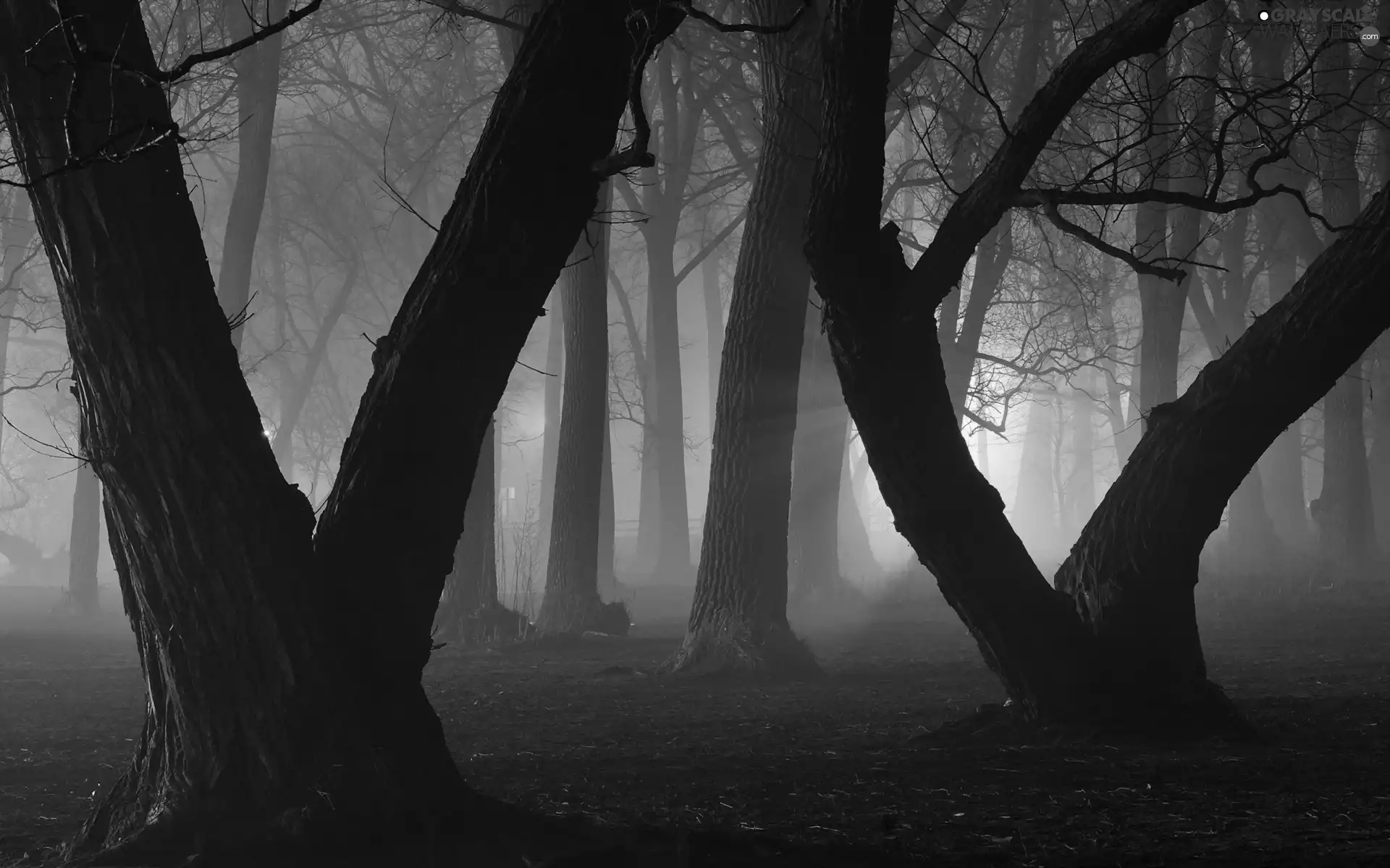 forest, Fog