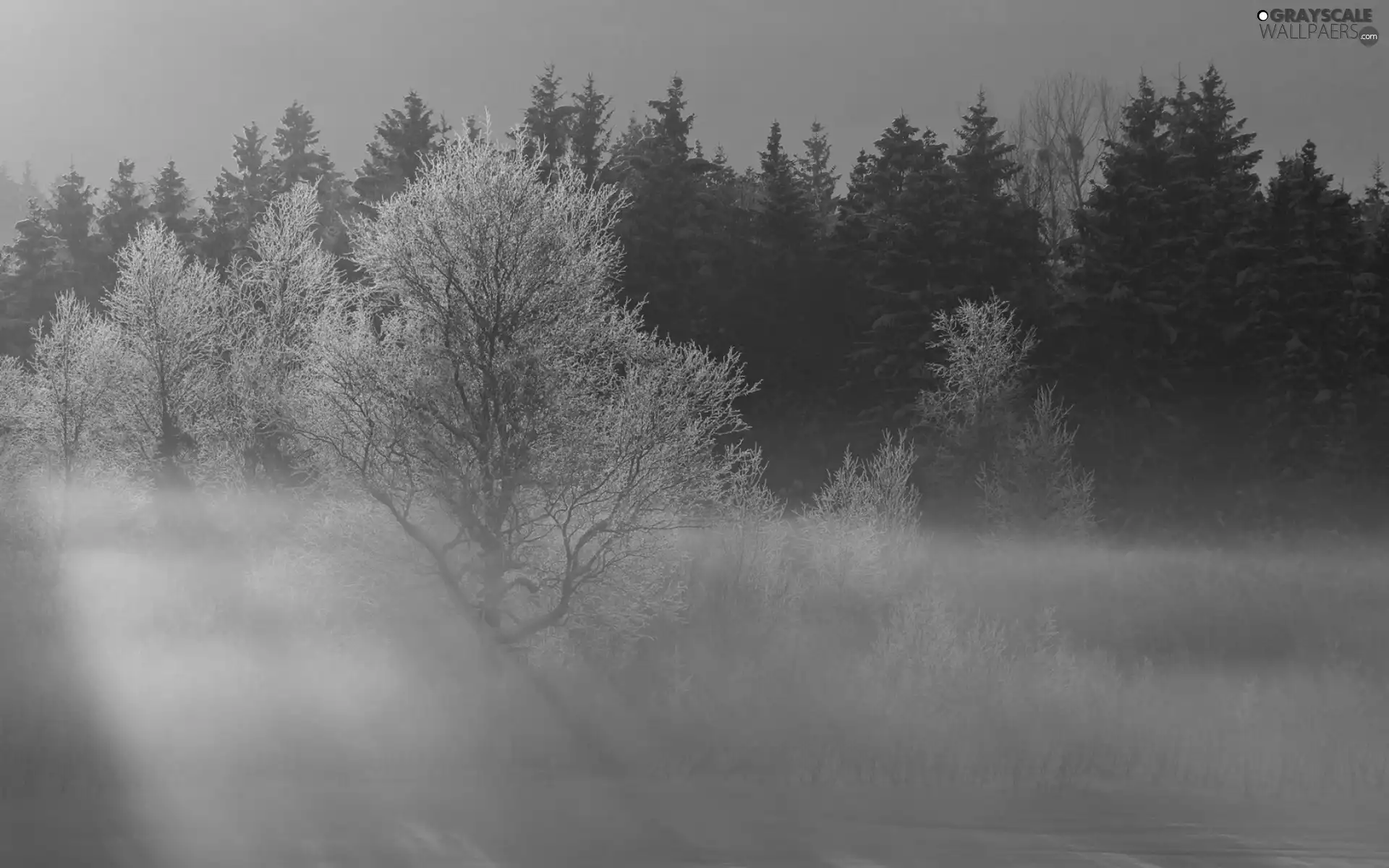 forest, Fog