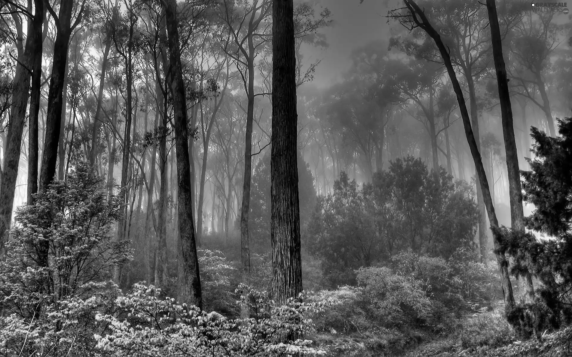 forest, Fog