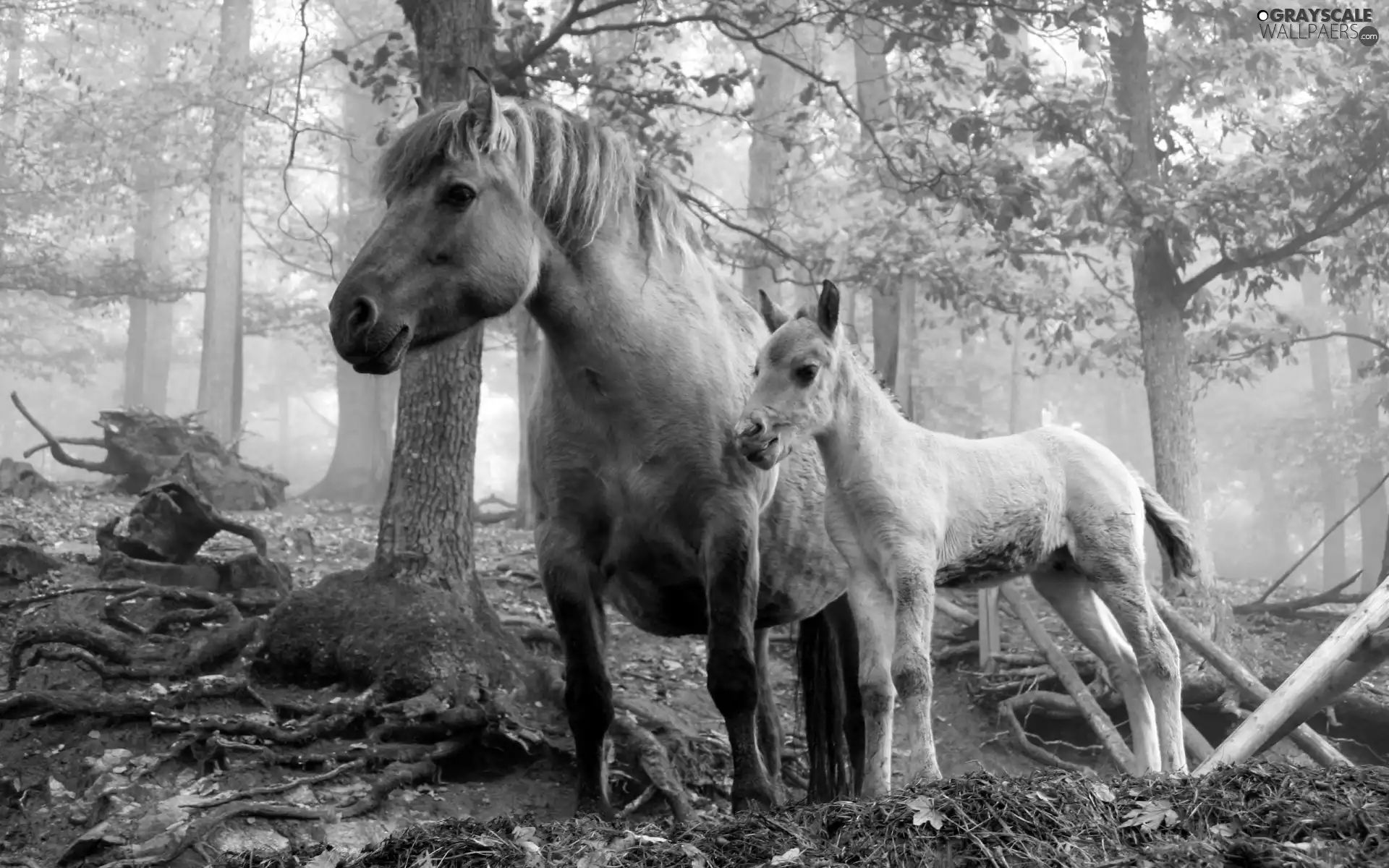 Fog, bloodstock, forest