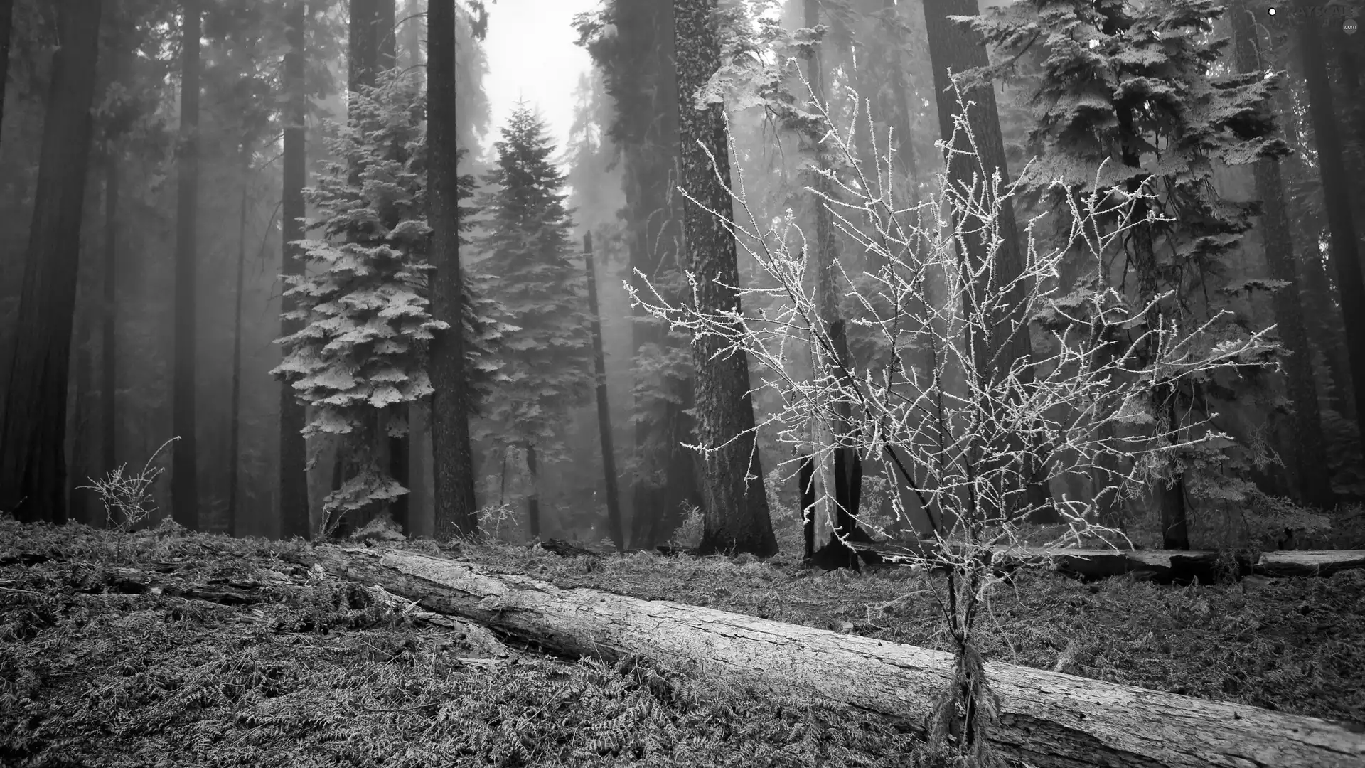 Fog, frosted, forest