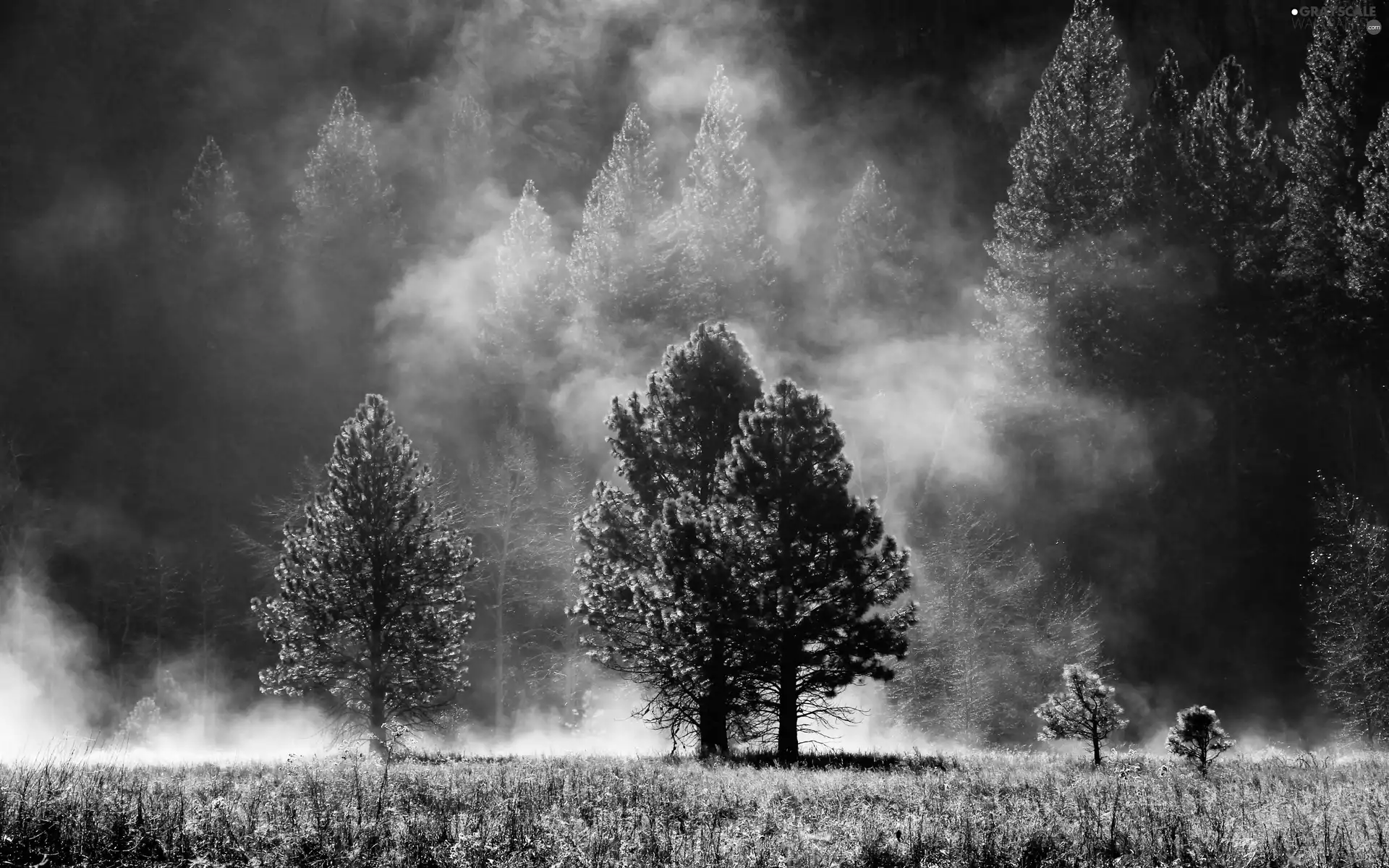 Fog, Meadow, forest