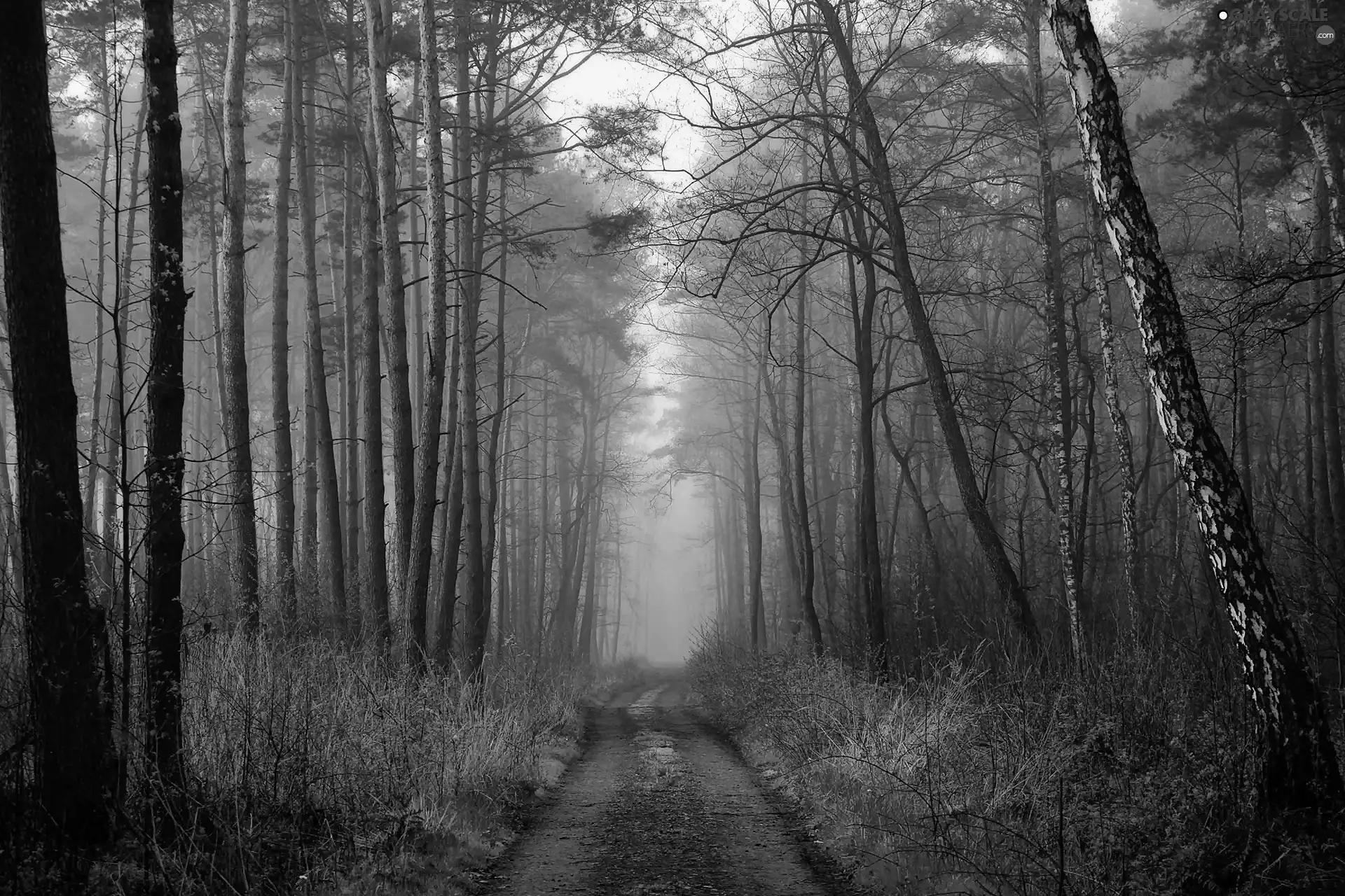 forest, morning, Fog, Way