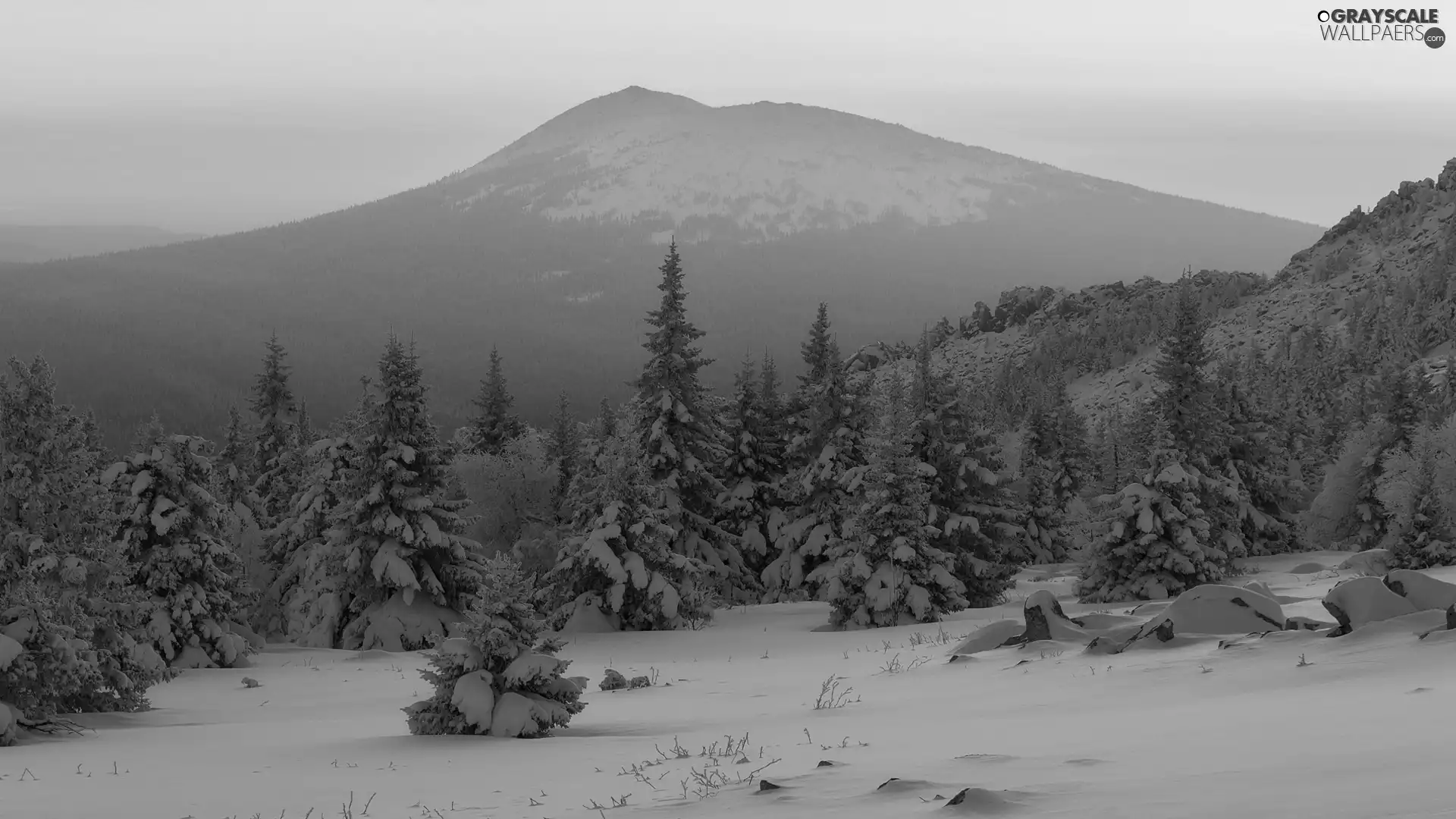 trees, winter, mountains, Fog, viewes, forest