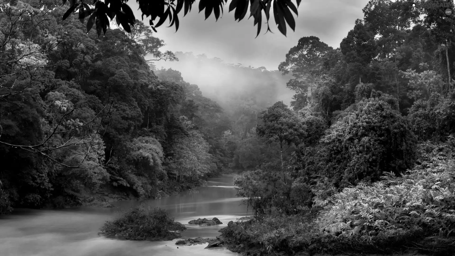 Fog, River, forest