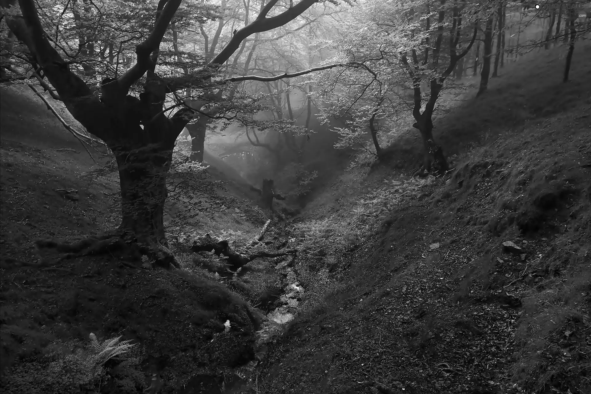 Fog, forest, trees, viewes, stream