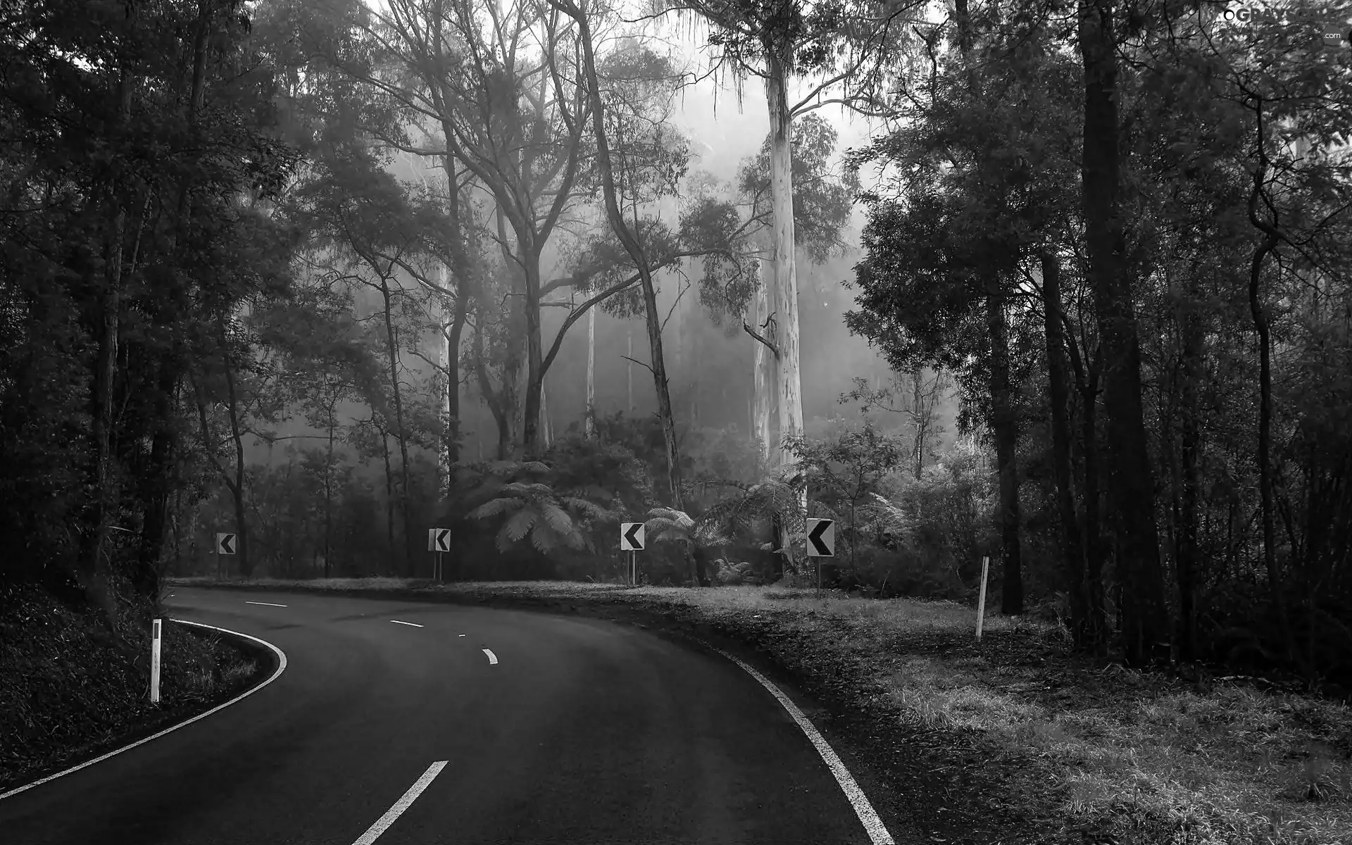 forest, turn, Fog, Way