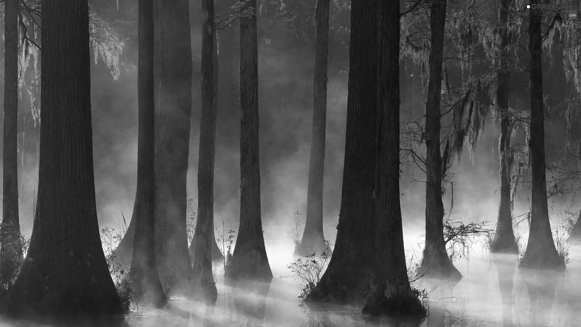 forest, viewes, Fog, trees
