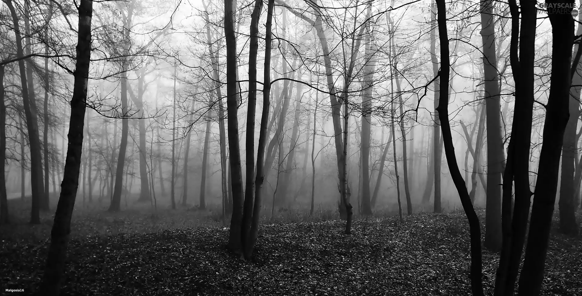 forest, viewes, Fog, trees